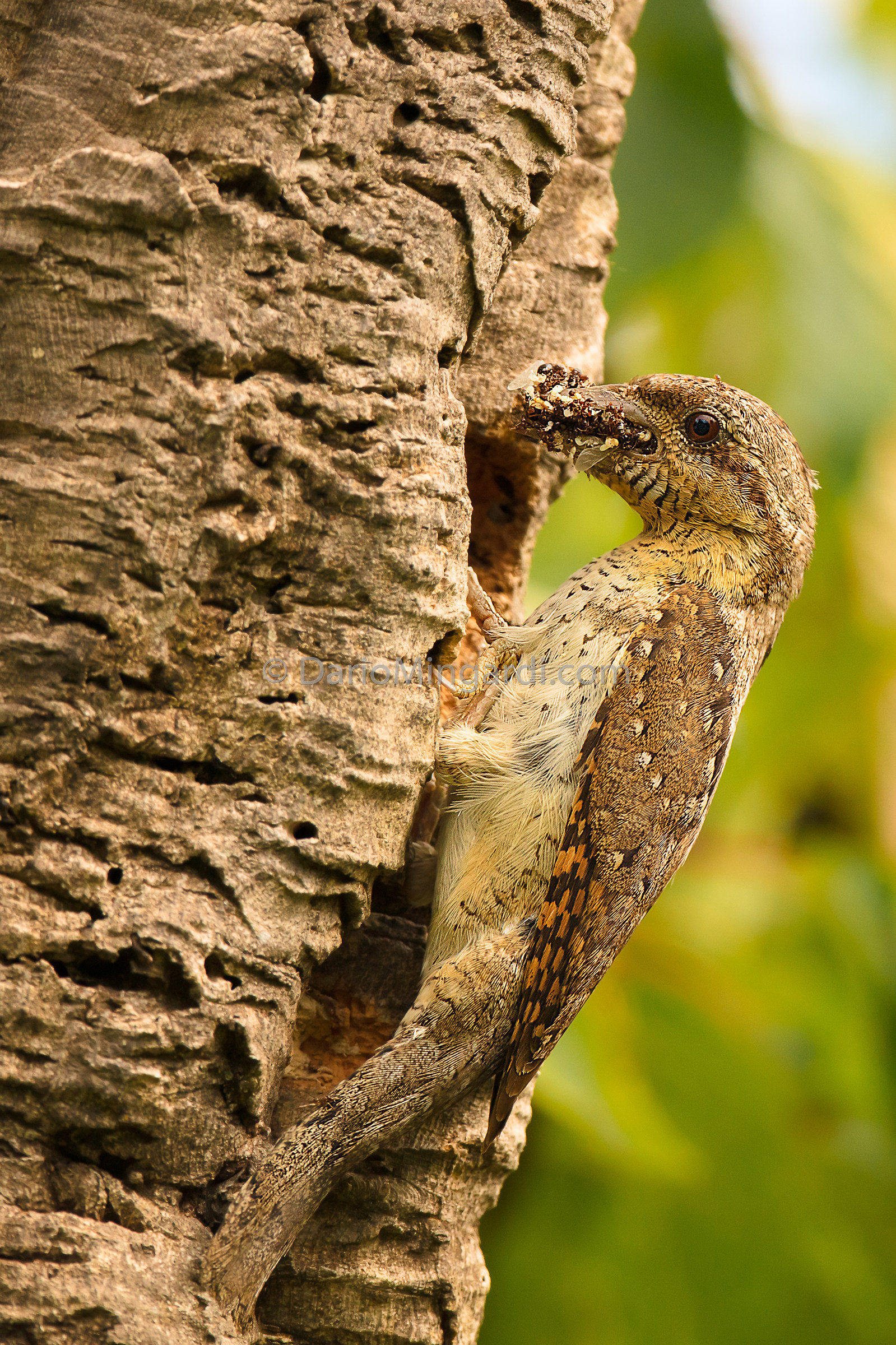 Cocktail with dumbbell
