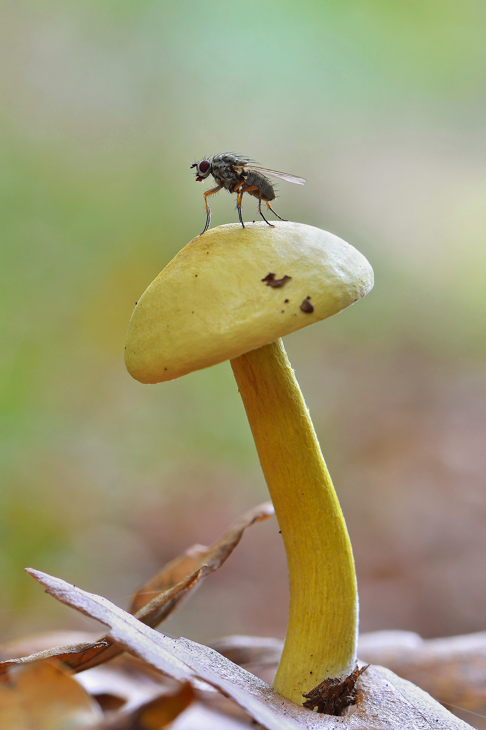 La Mosca e il funghetto