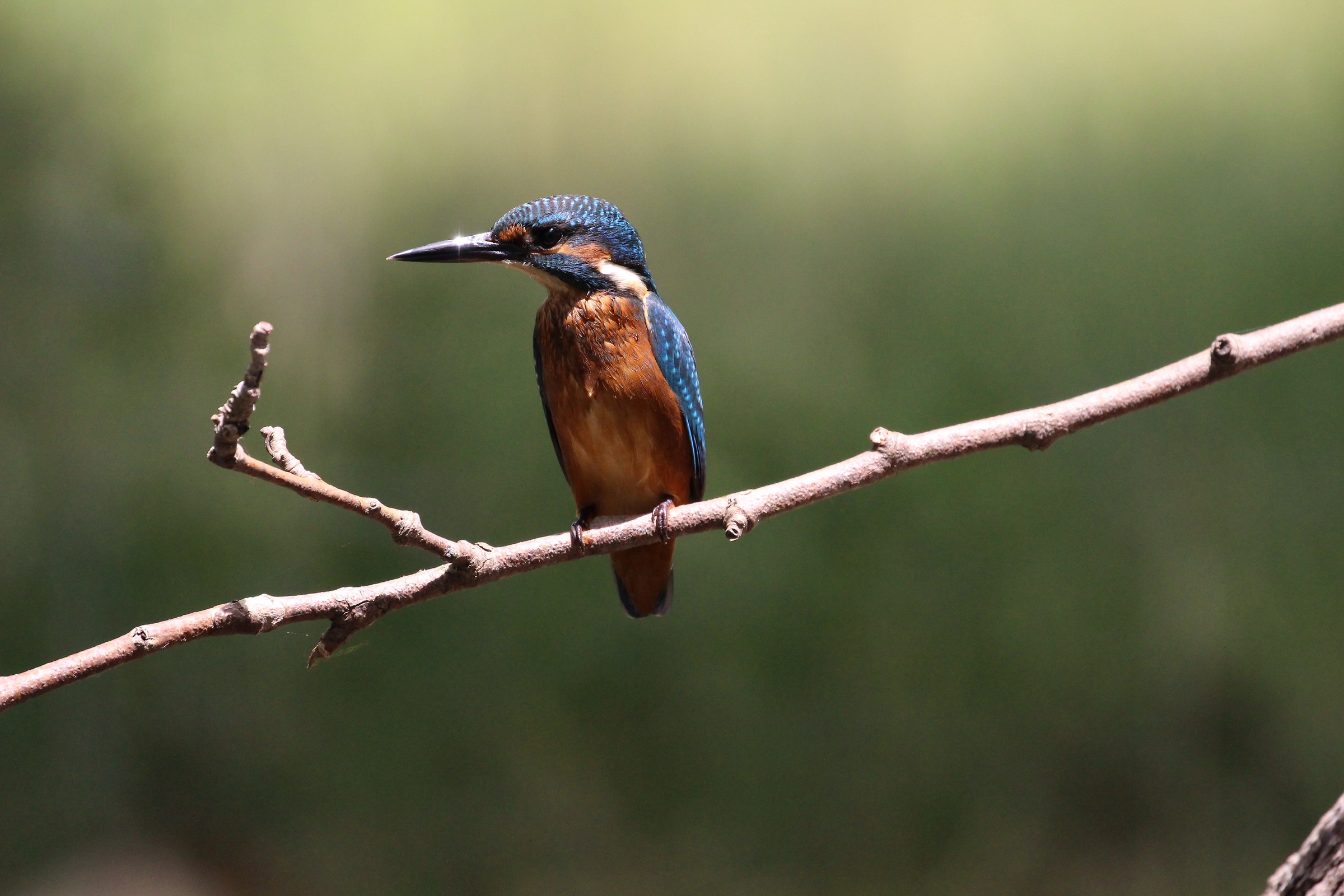 Martin Pescatore 8498