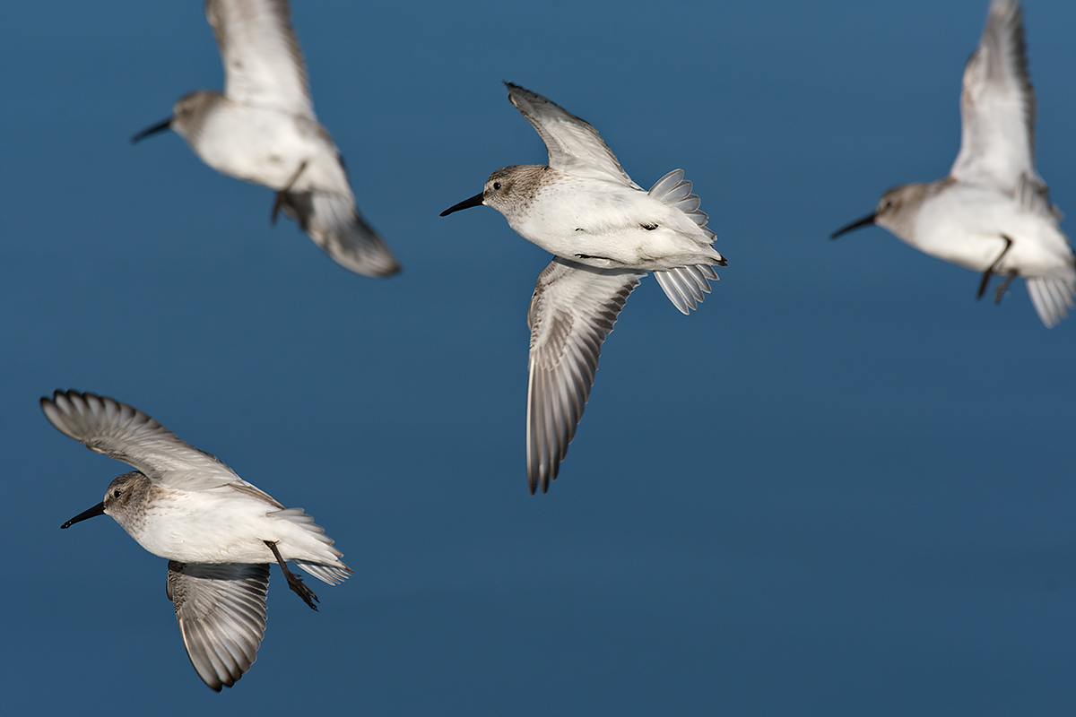 Piovanelli pancianera in virata