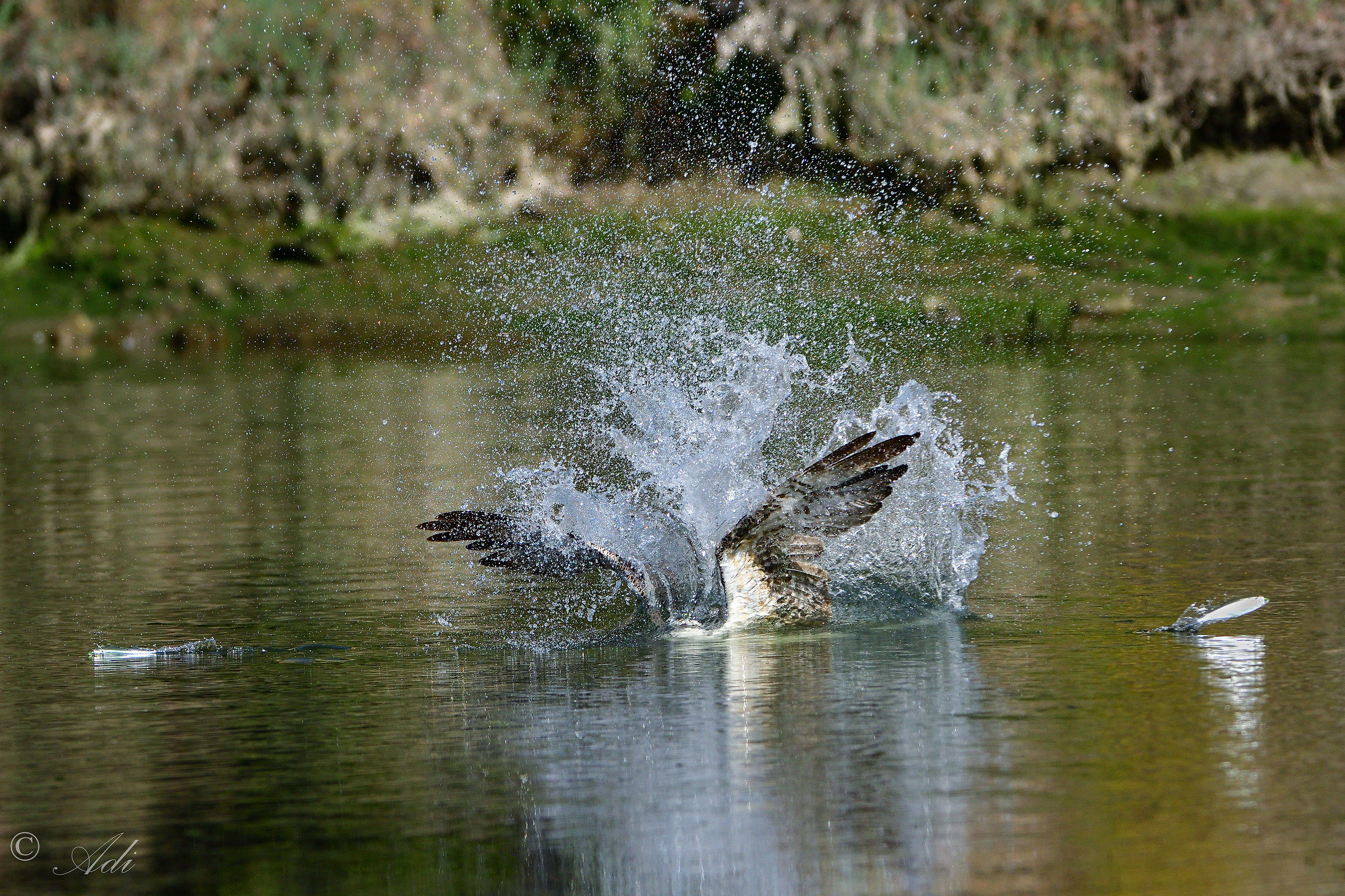 Quelli che sono andati via