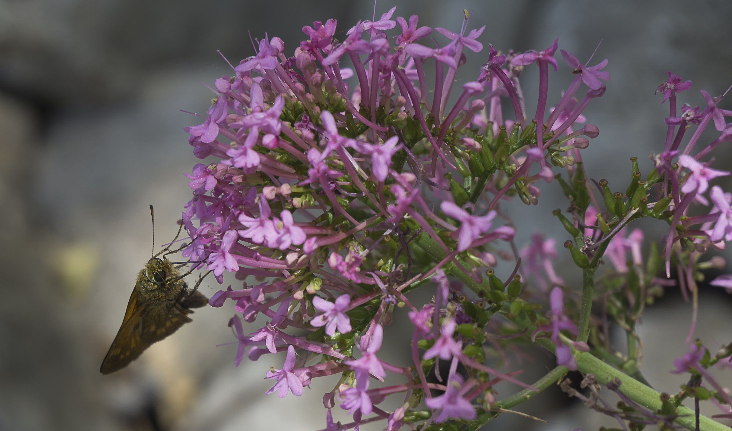 Flowers and butterflies