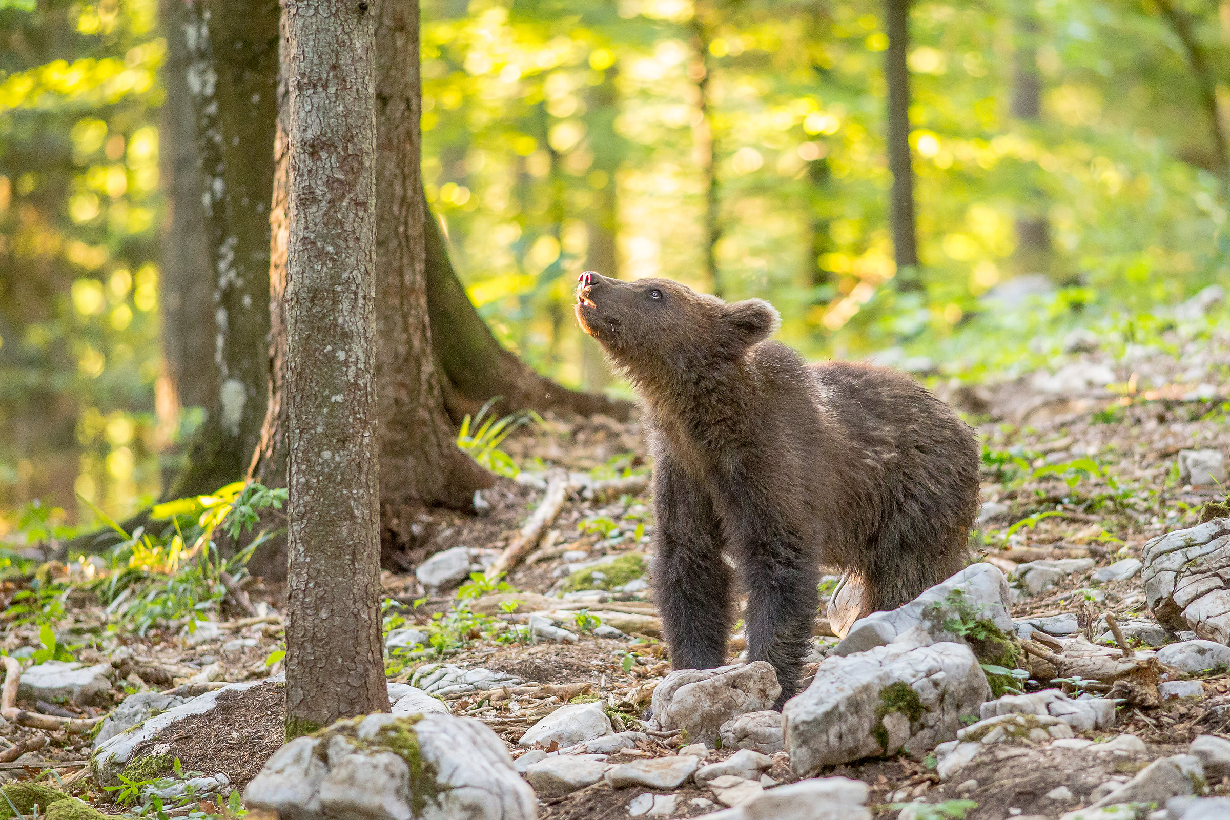 Bear Brown Slovenia