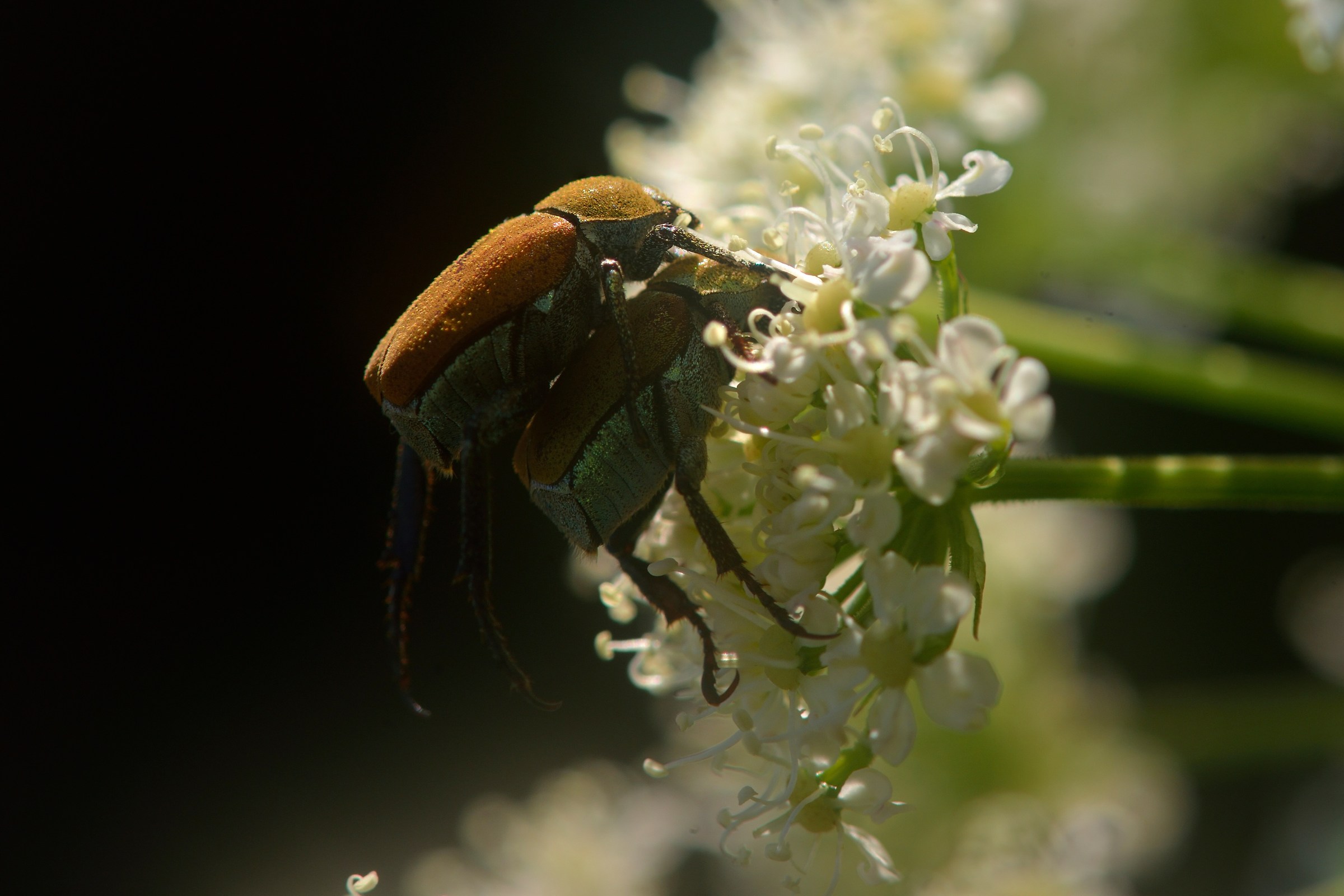 Coupling between beetles ...