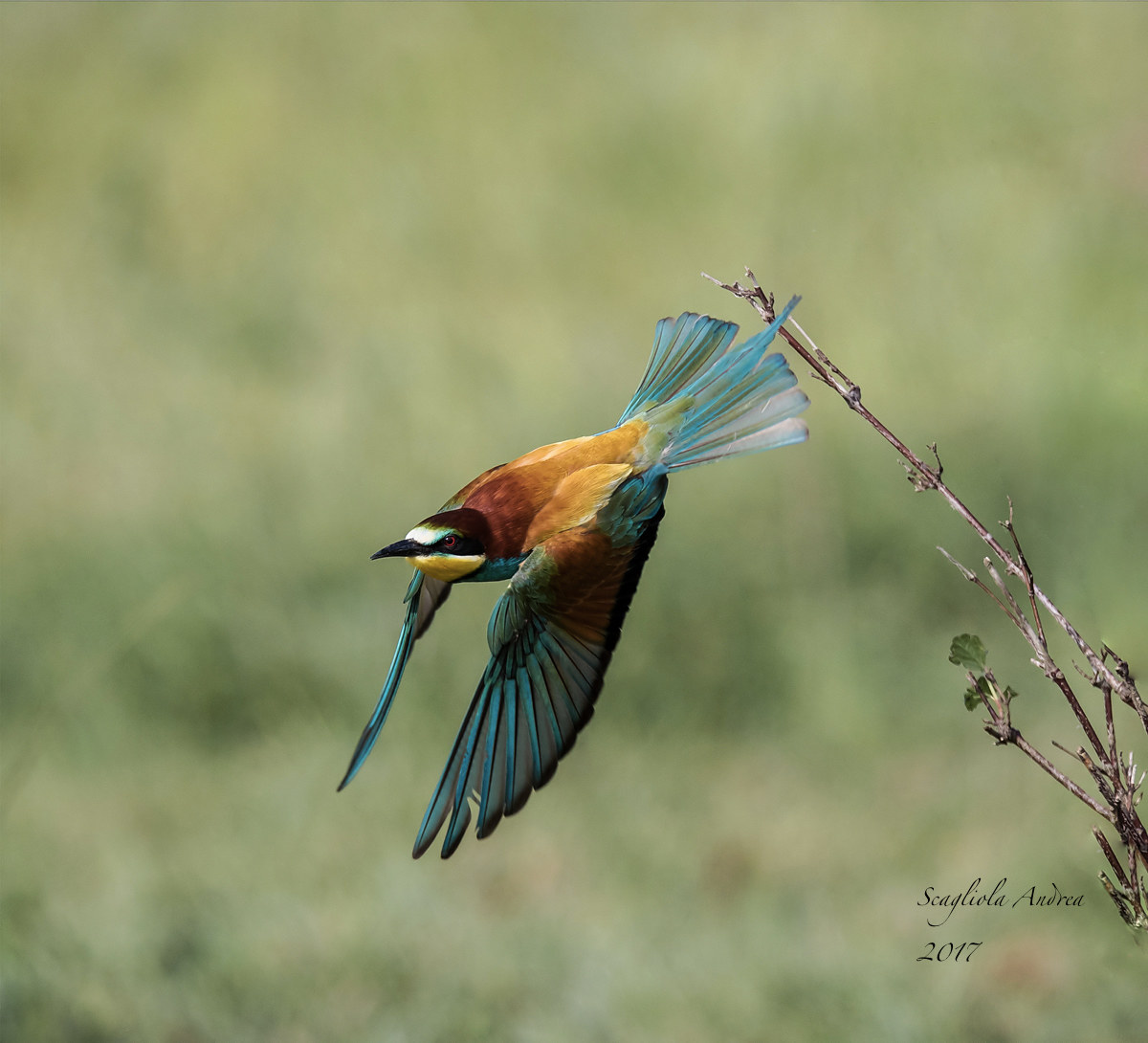 Il salto del gruccione!