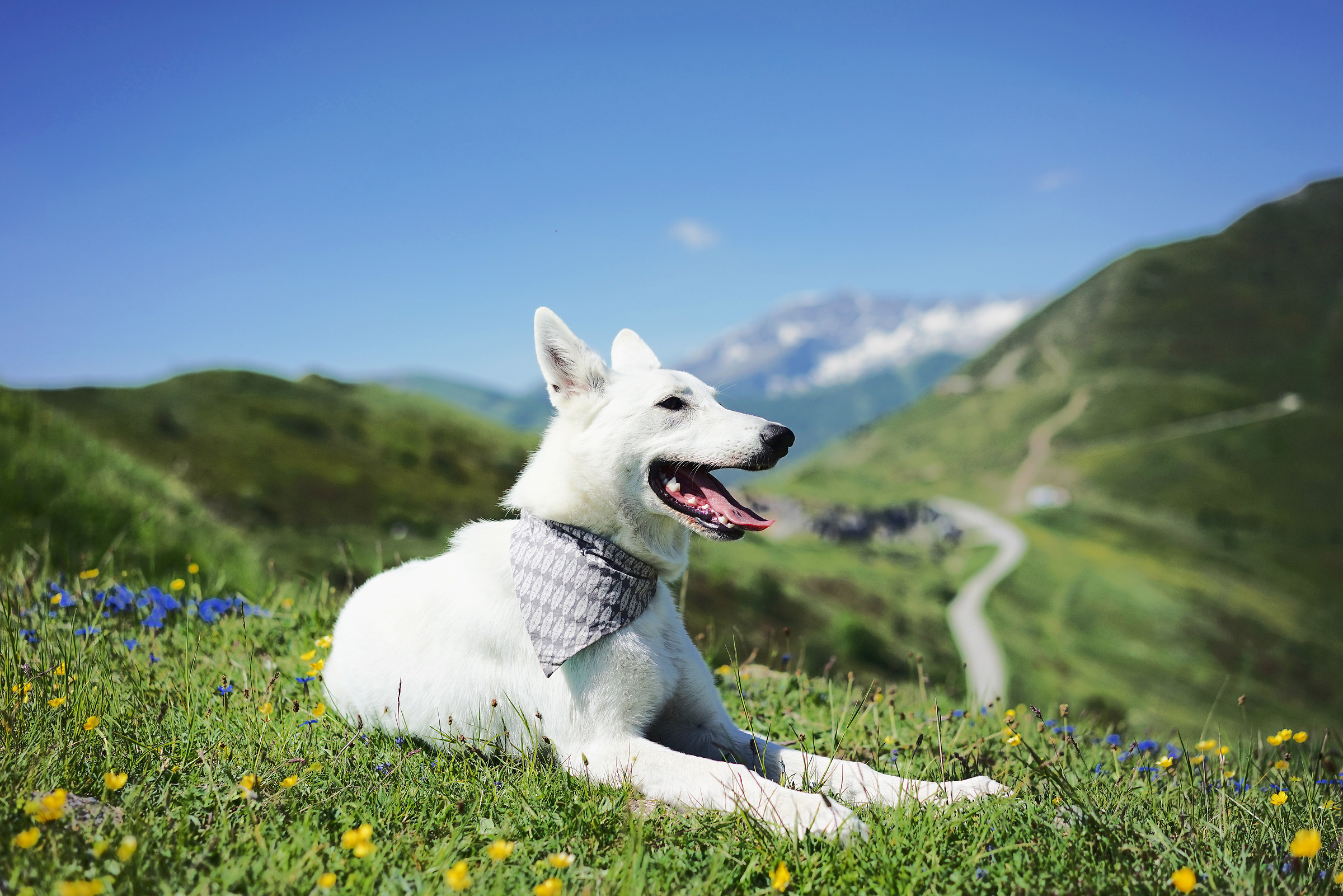 Guna Pastore Svizzero Bianco