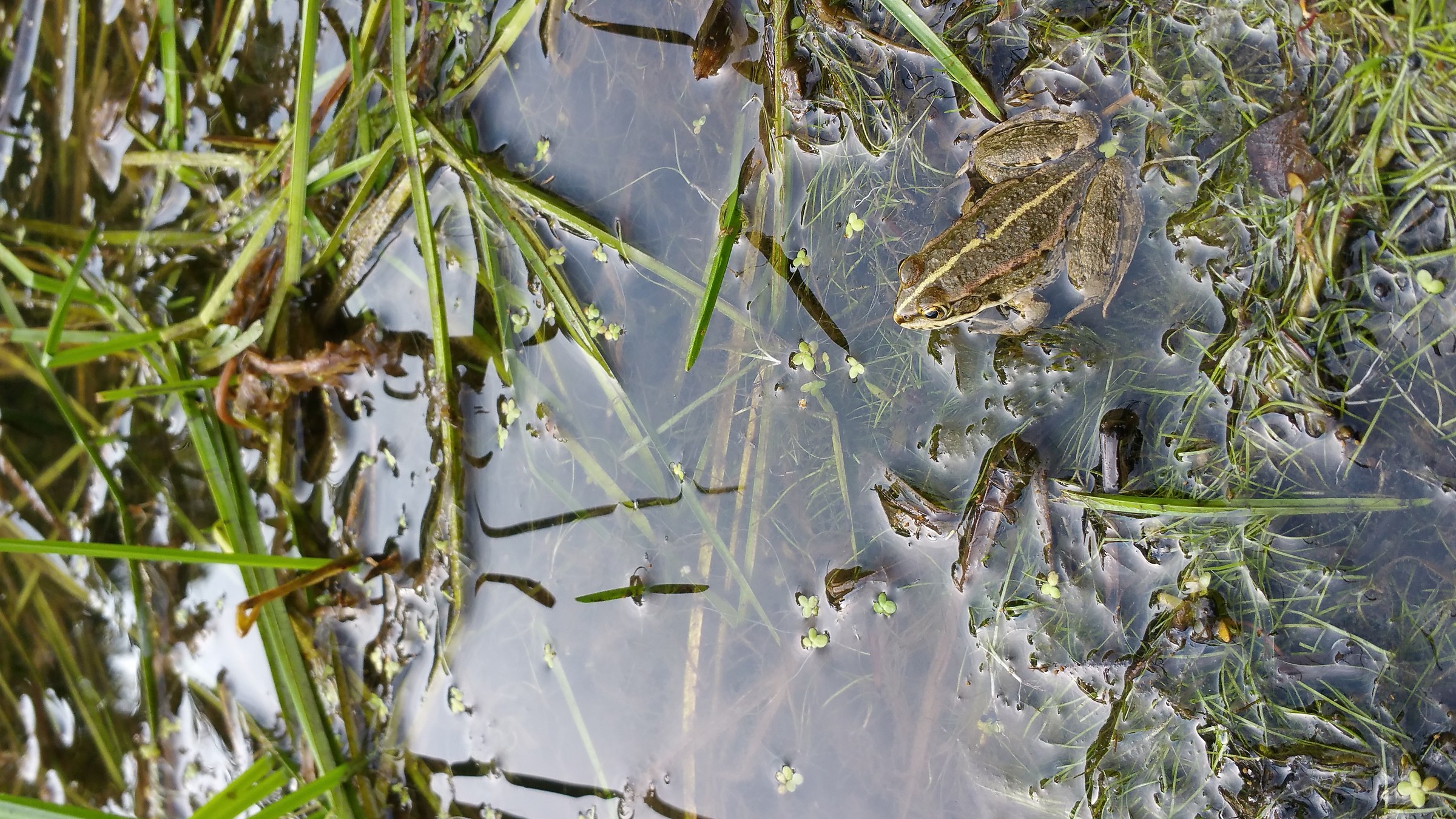 Ai stagni di Slivia ( Carso Triestino )