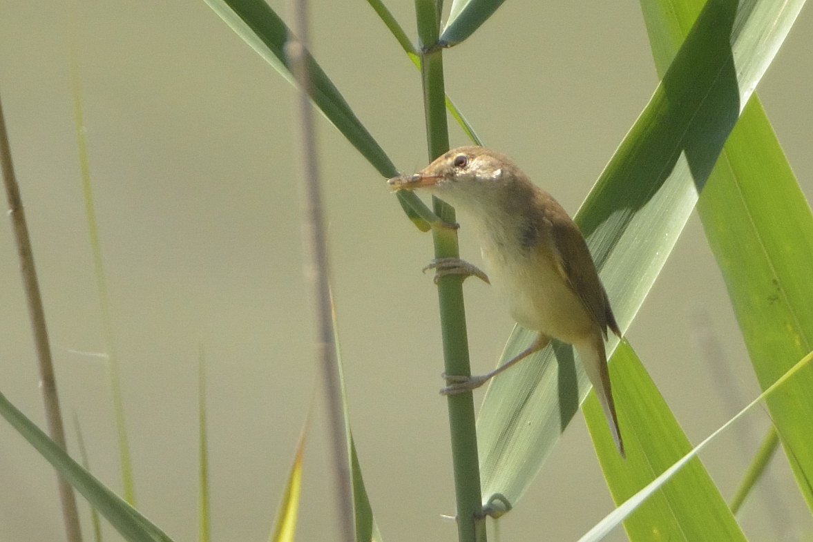 Reed warbler