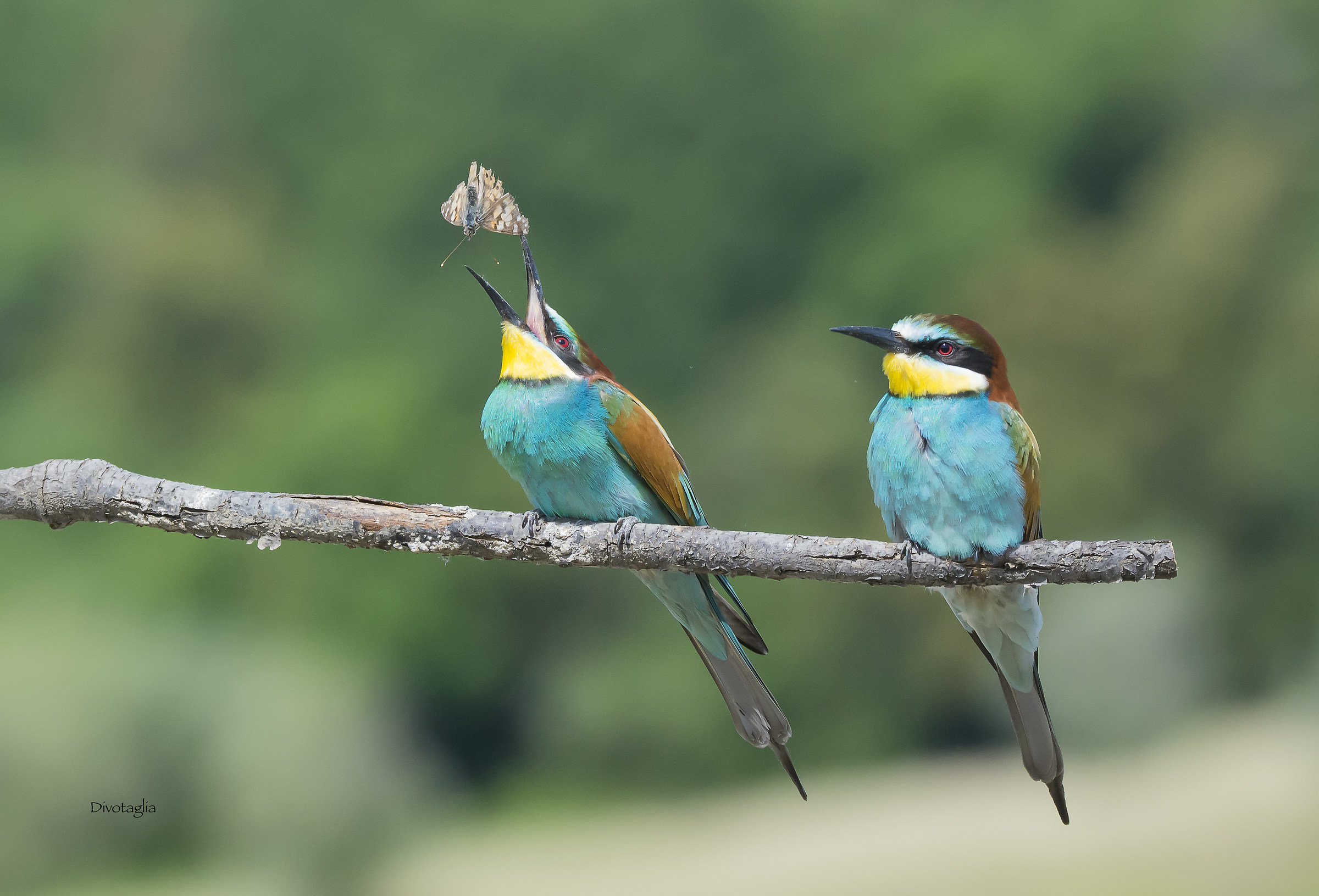 Do not distract ... look and learn !!!!