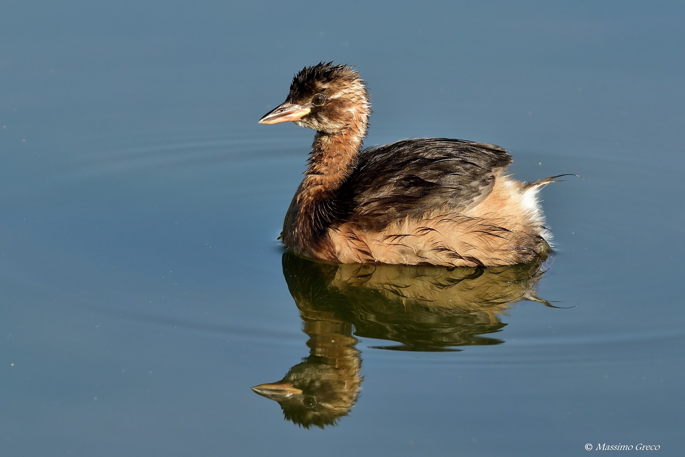 Tachybaptus ruficollis