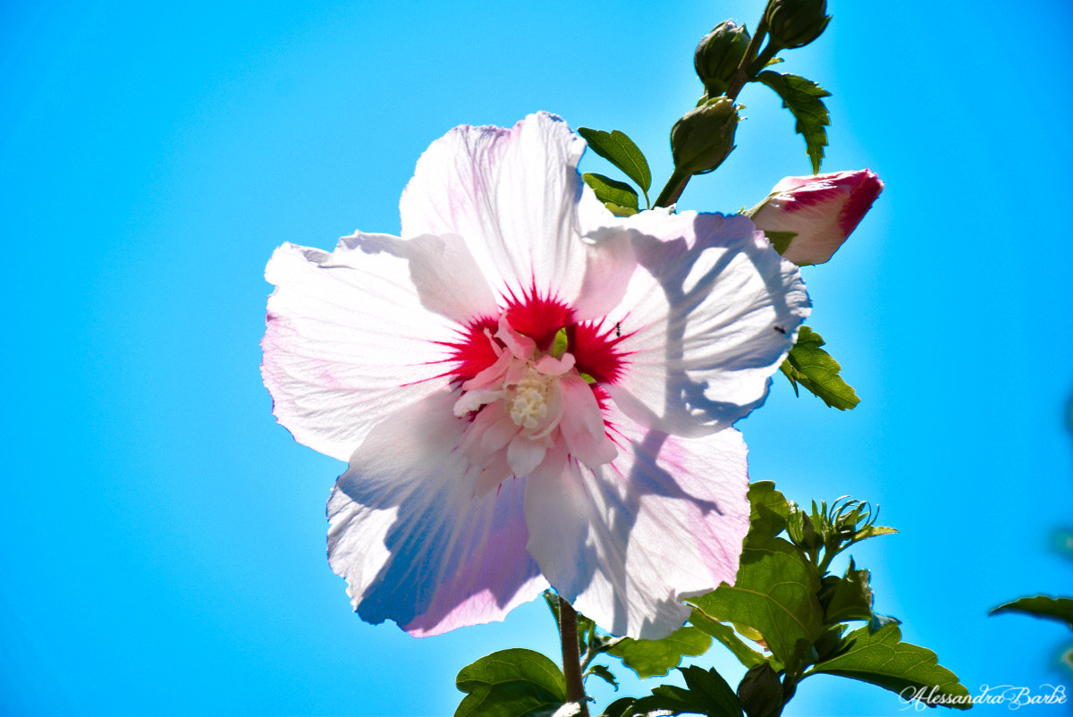 Hibiscus Hybrid