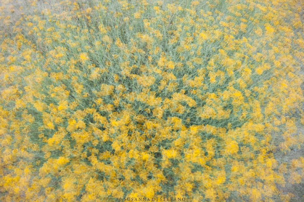 Fioritura di elicriso