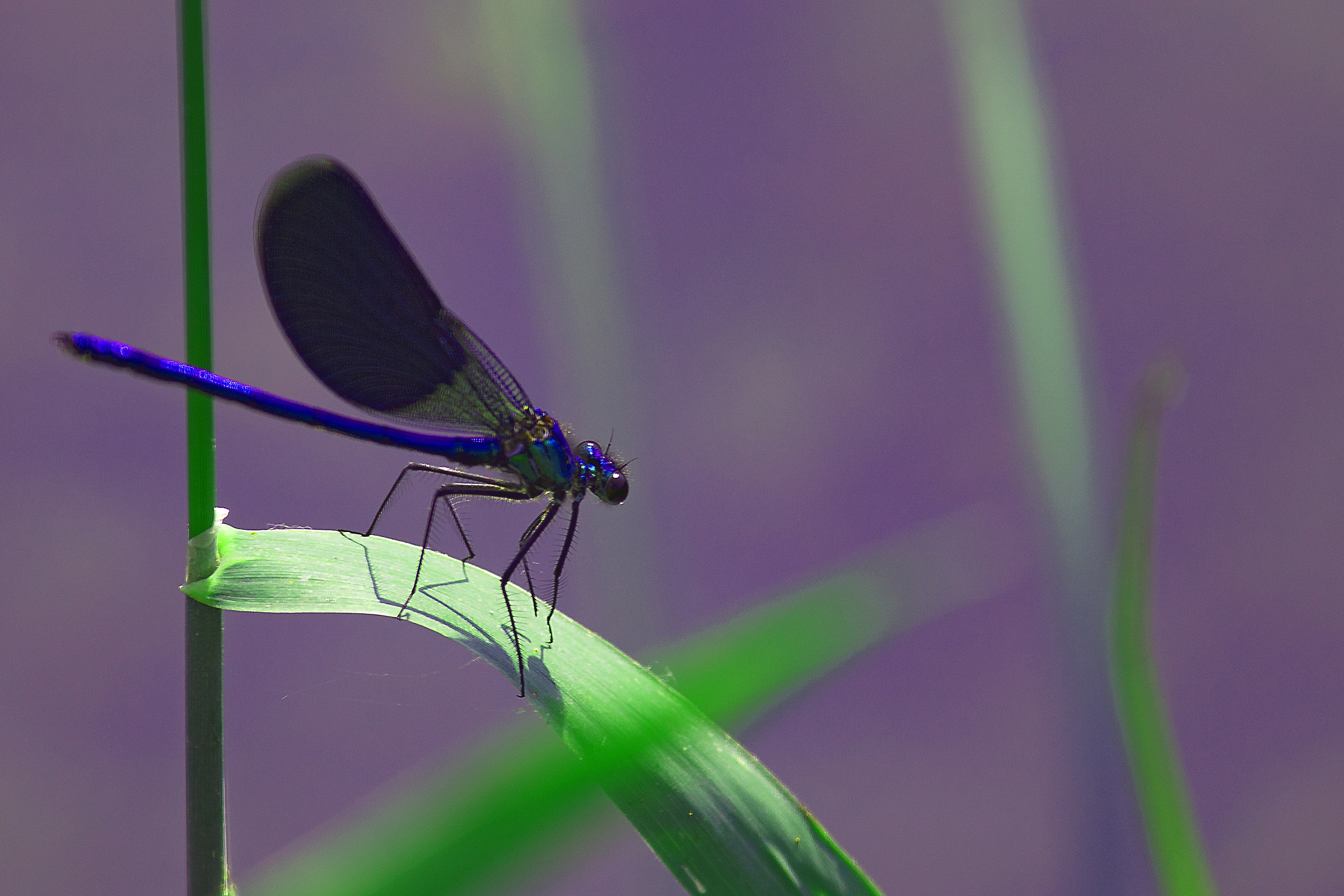 Libellula Blue