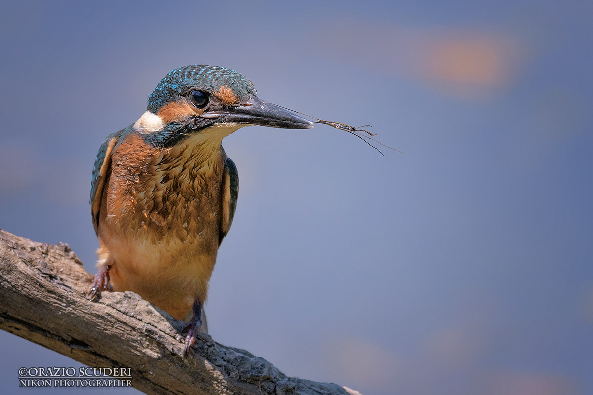 Alcedo atthis