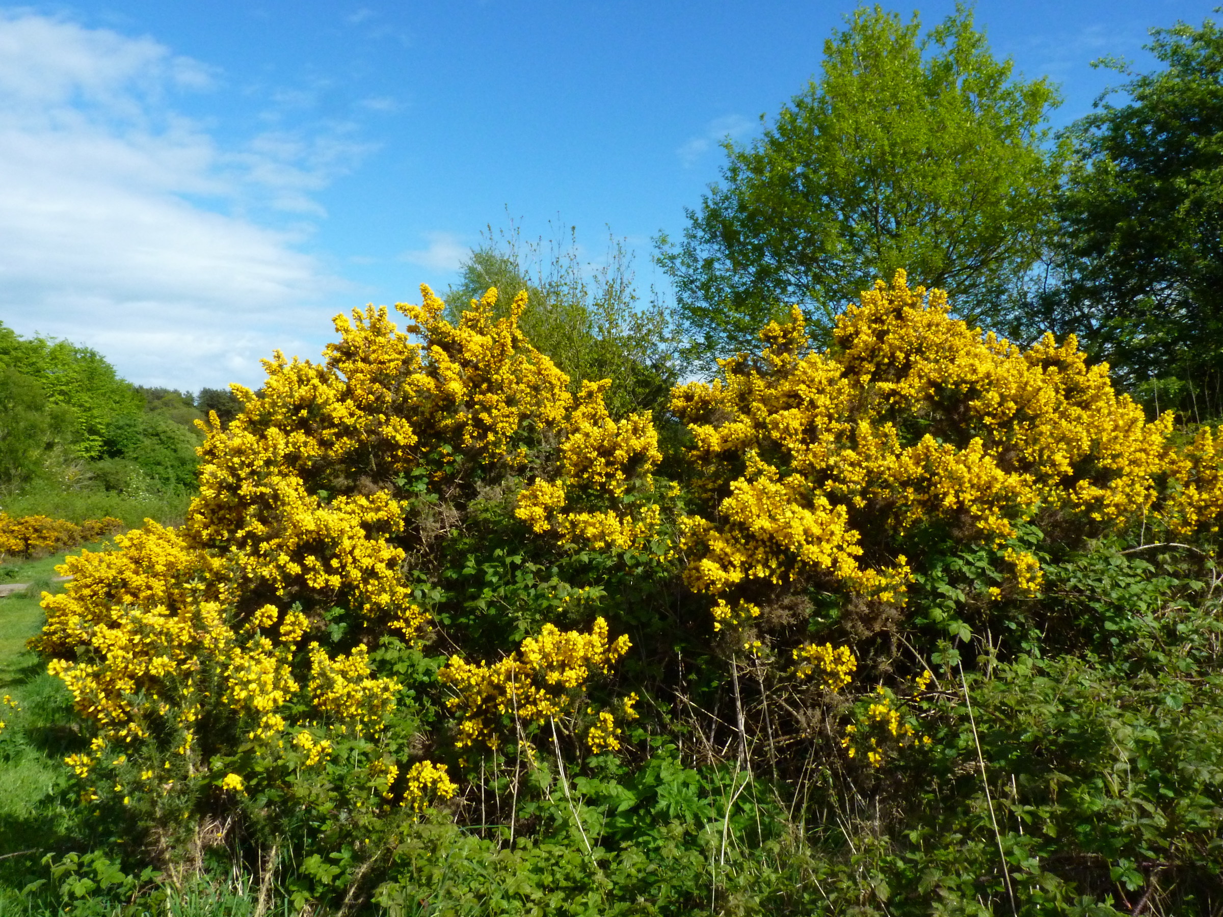 Colori quasi mediterranei in Inghilterra
