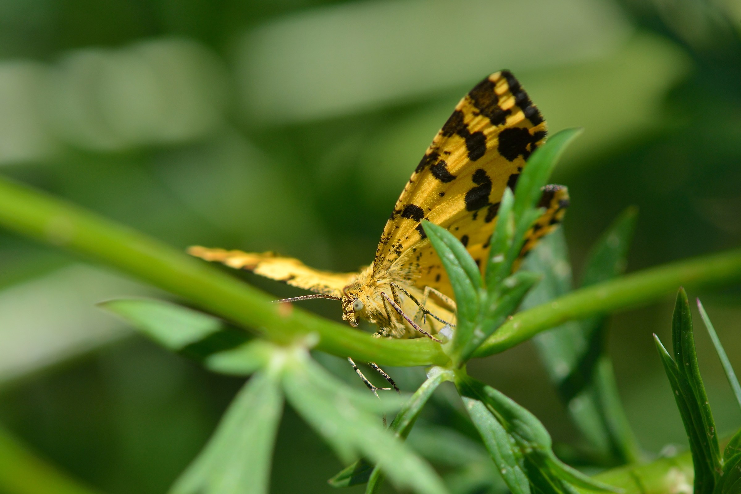 Unspecified Montana Butterfly ...