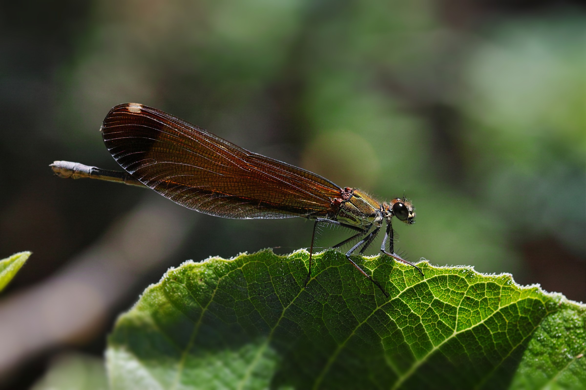 Libellula