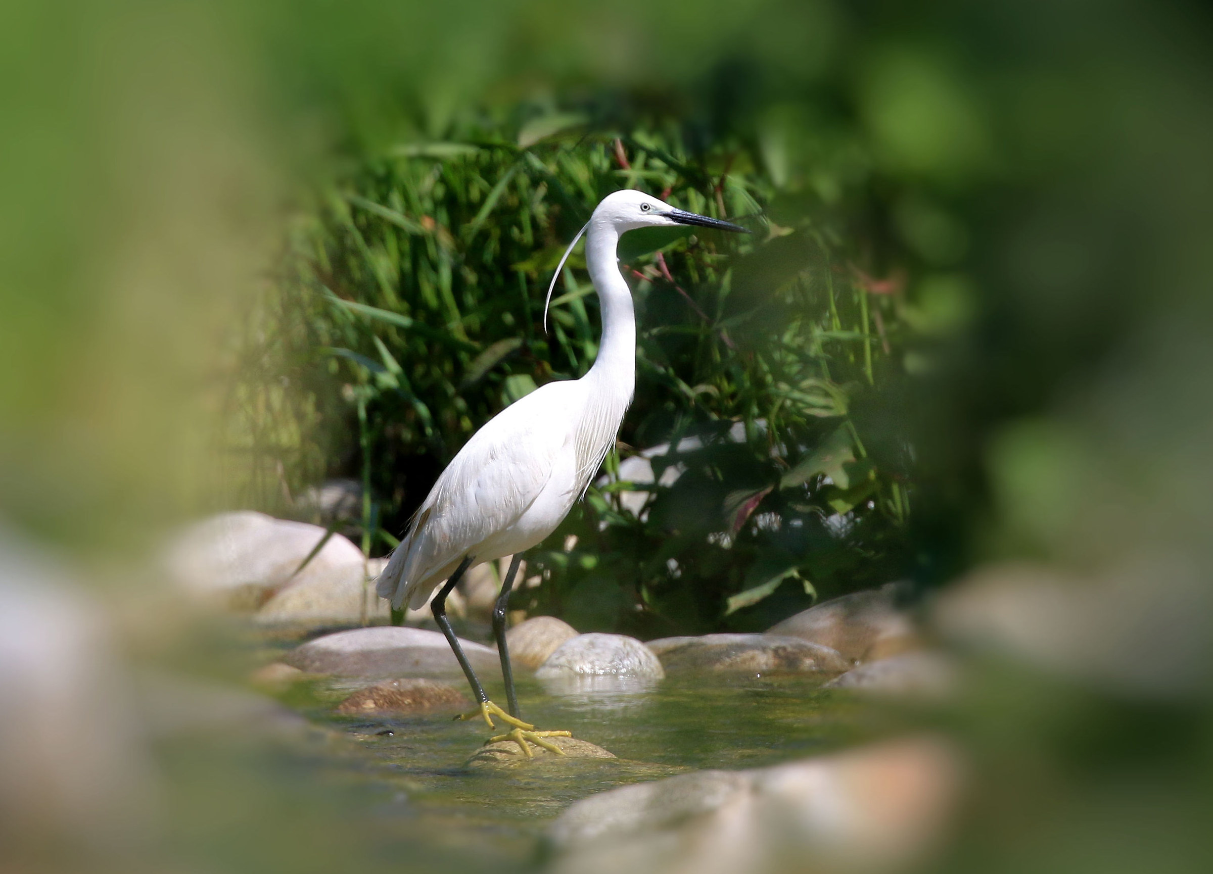 Egret