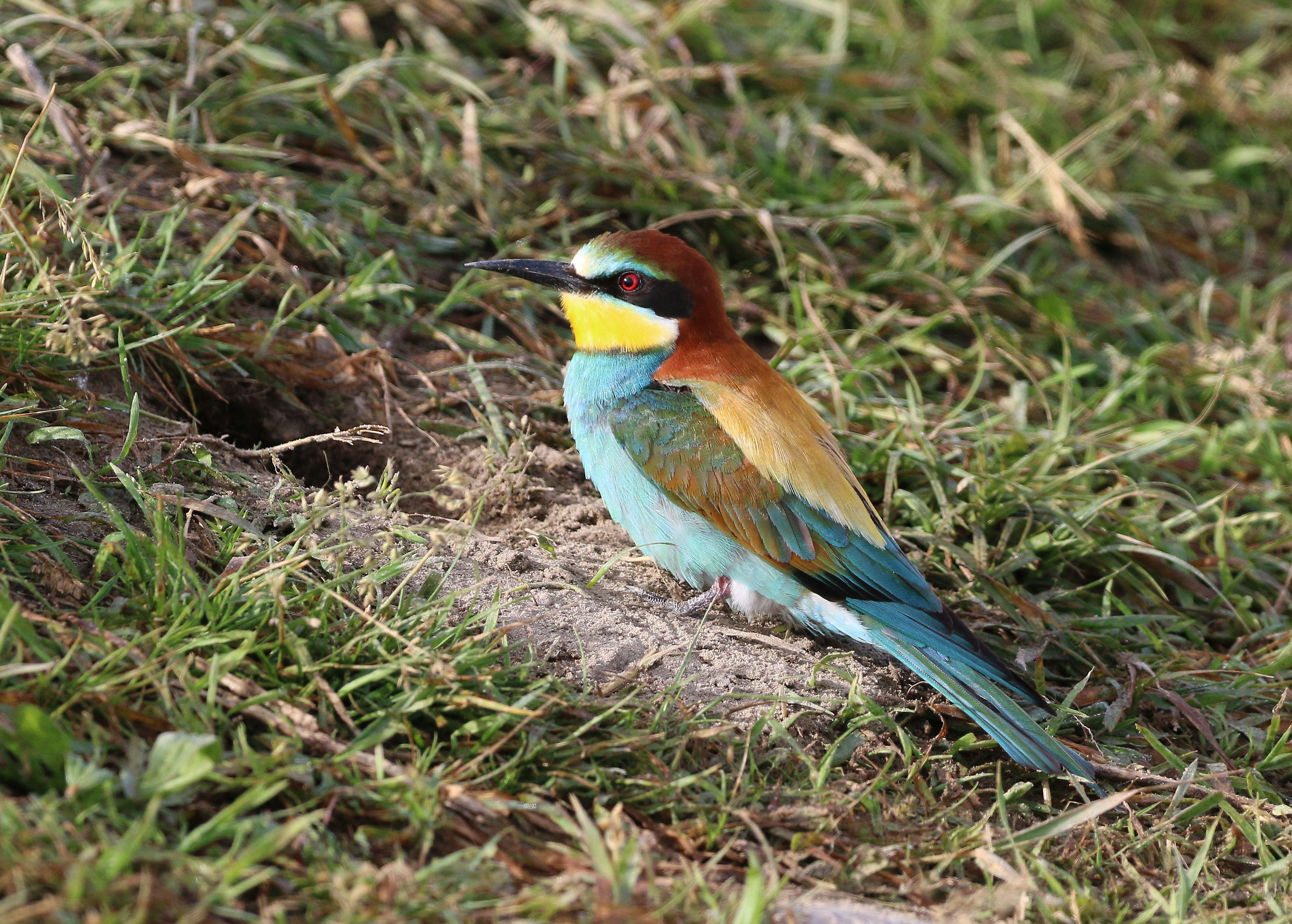 Bee eater