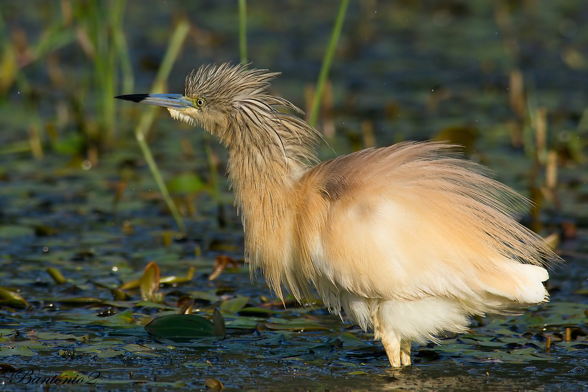 Snail (Ardeola ralloides) 9.