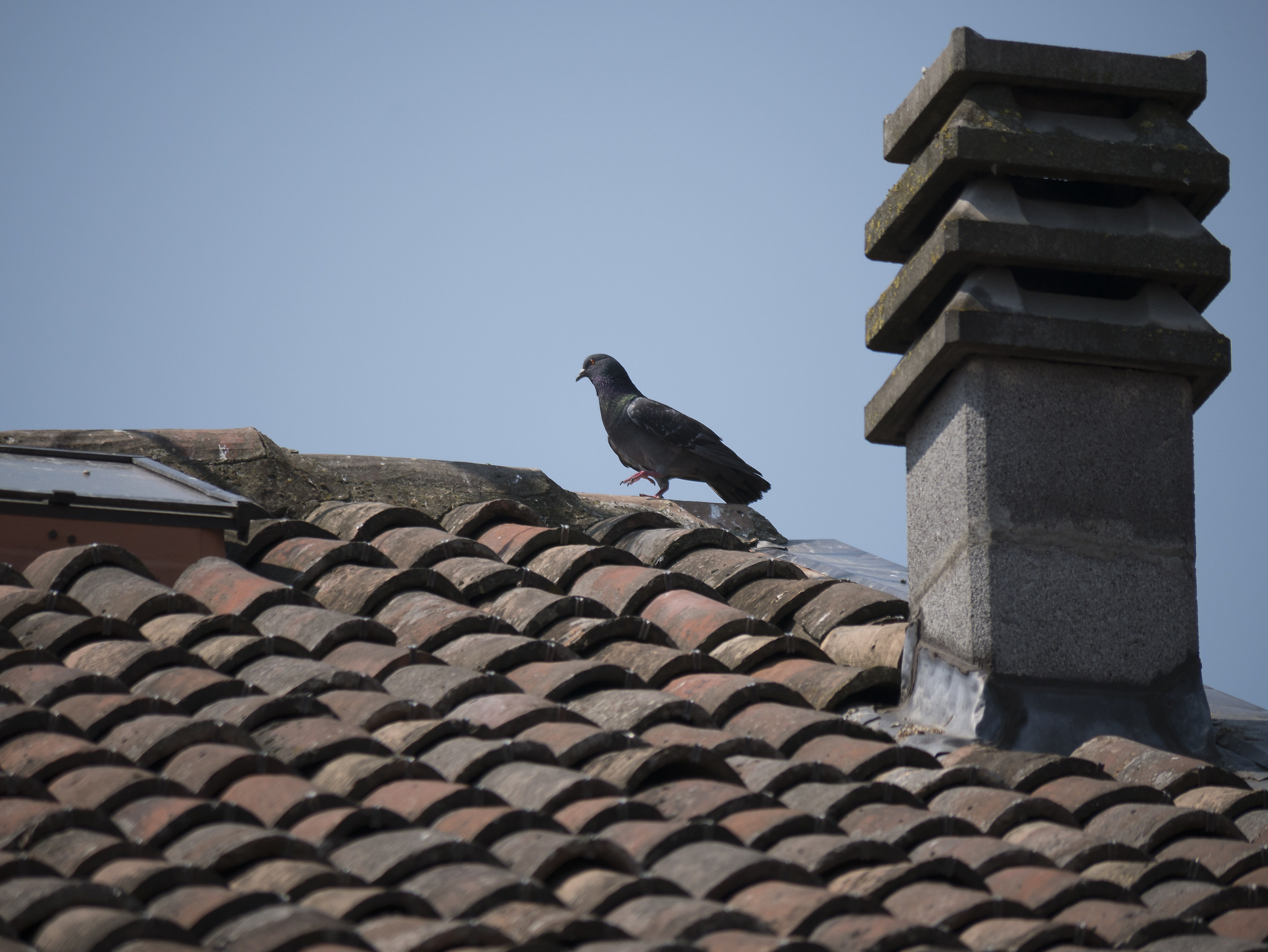 Lumix 100-300 f4-5.6 a 300mm