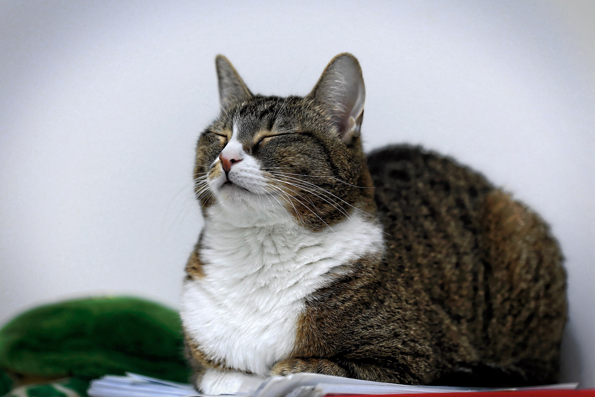 Olivia and Zen meditation