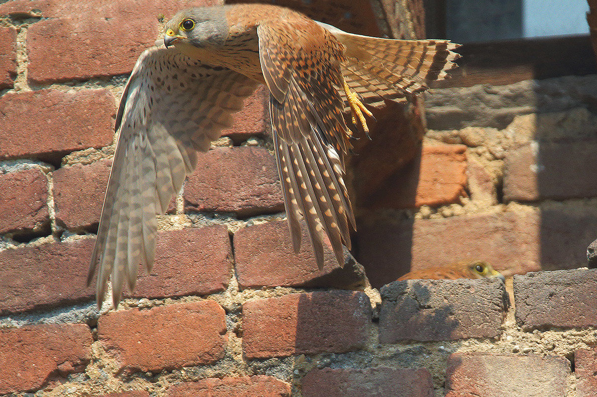 kestrel
