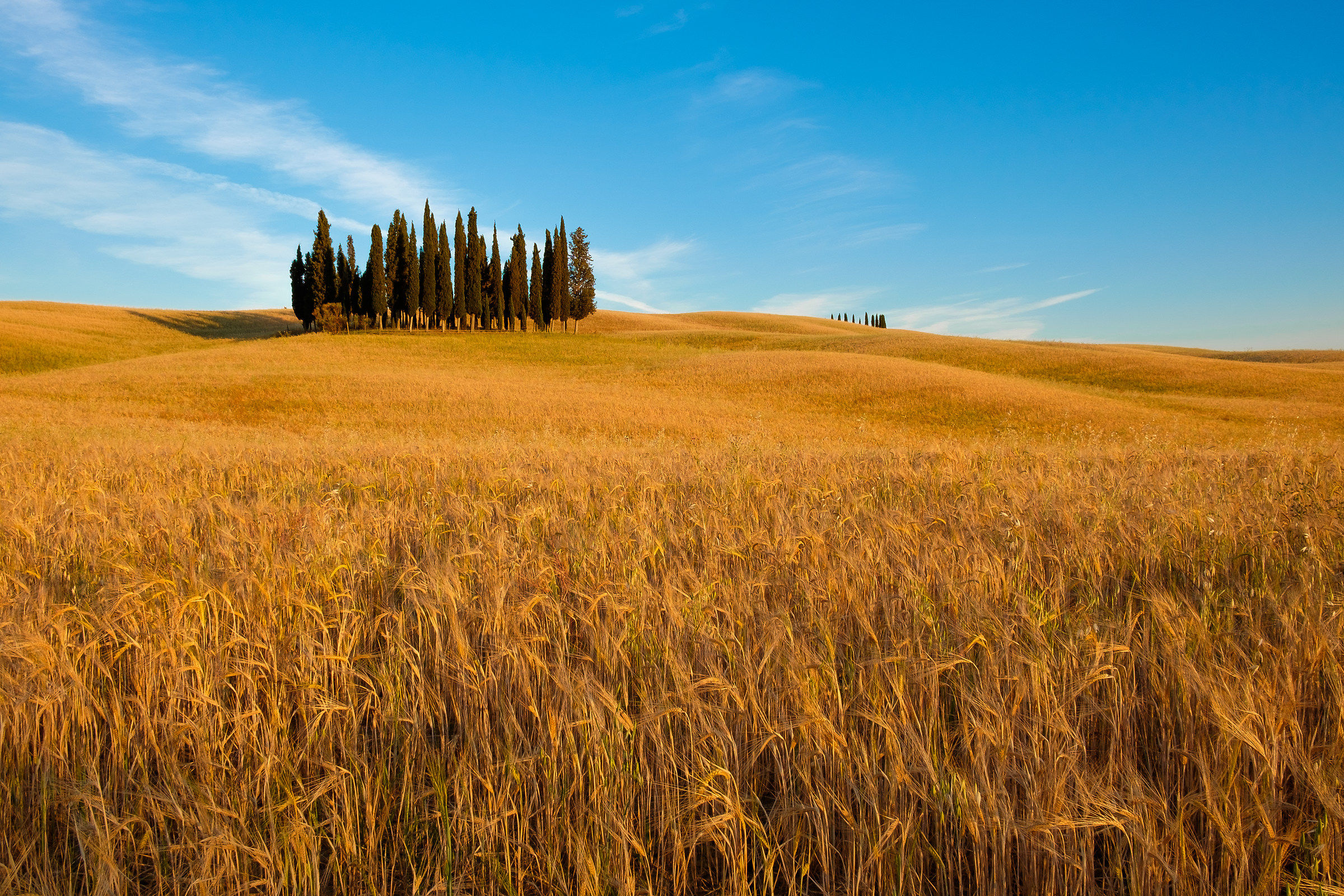Tuscan gold