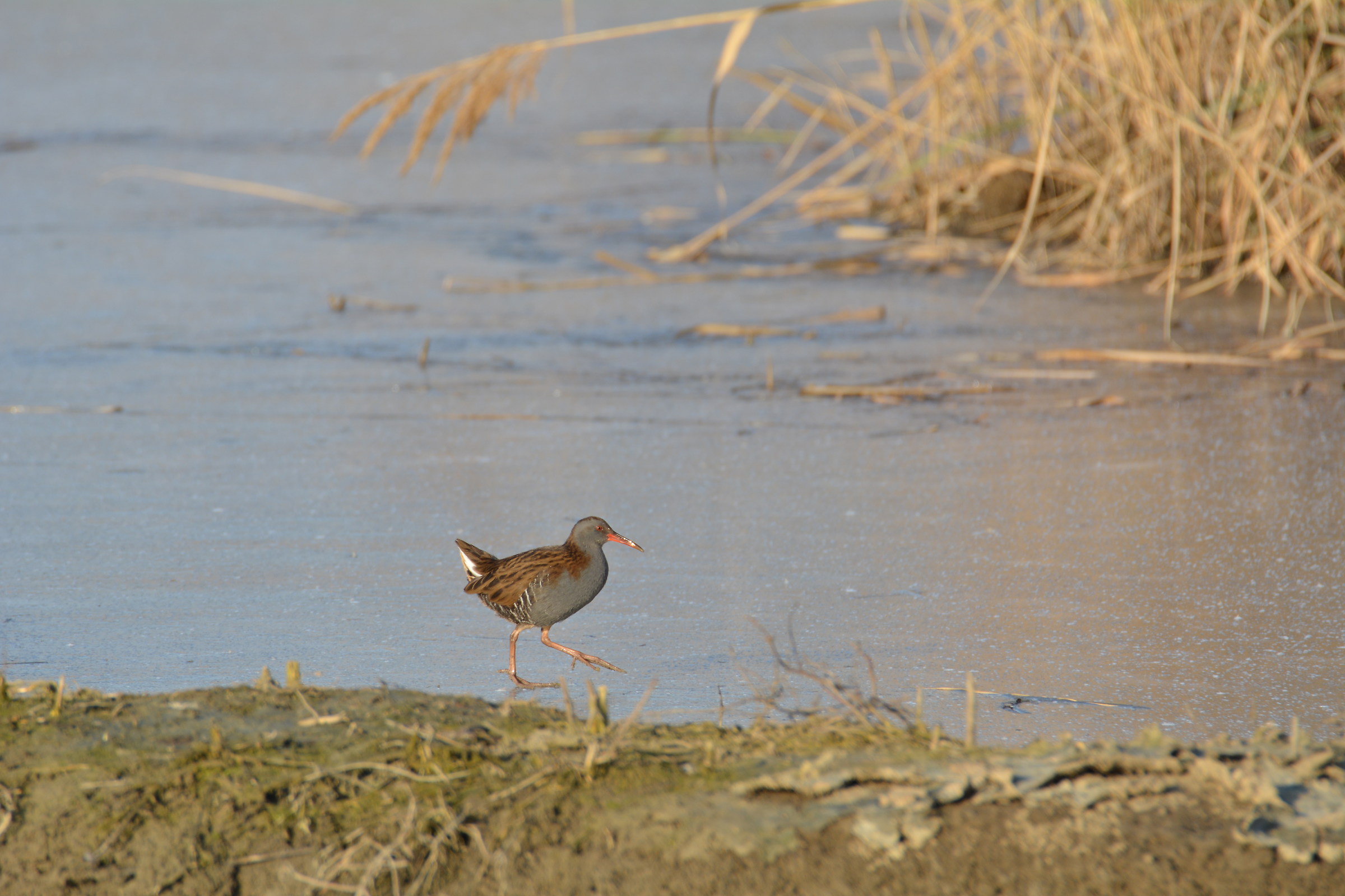 porciglione on ice 2017