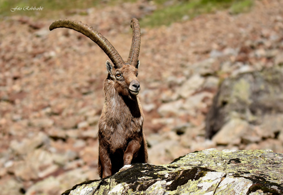 Ibex...