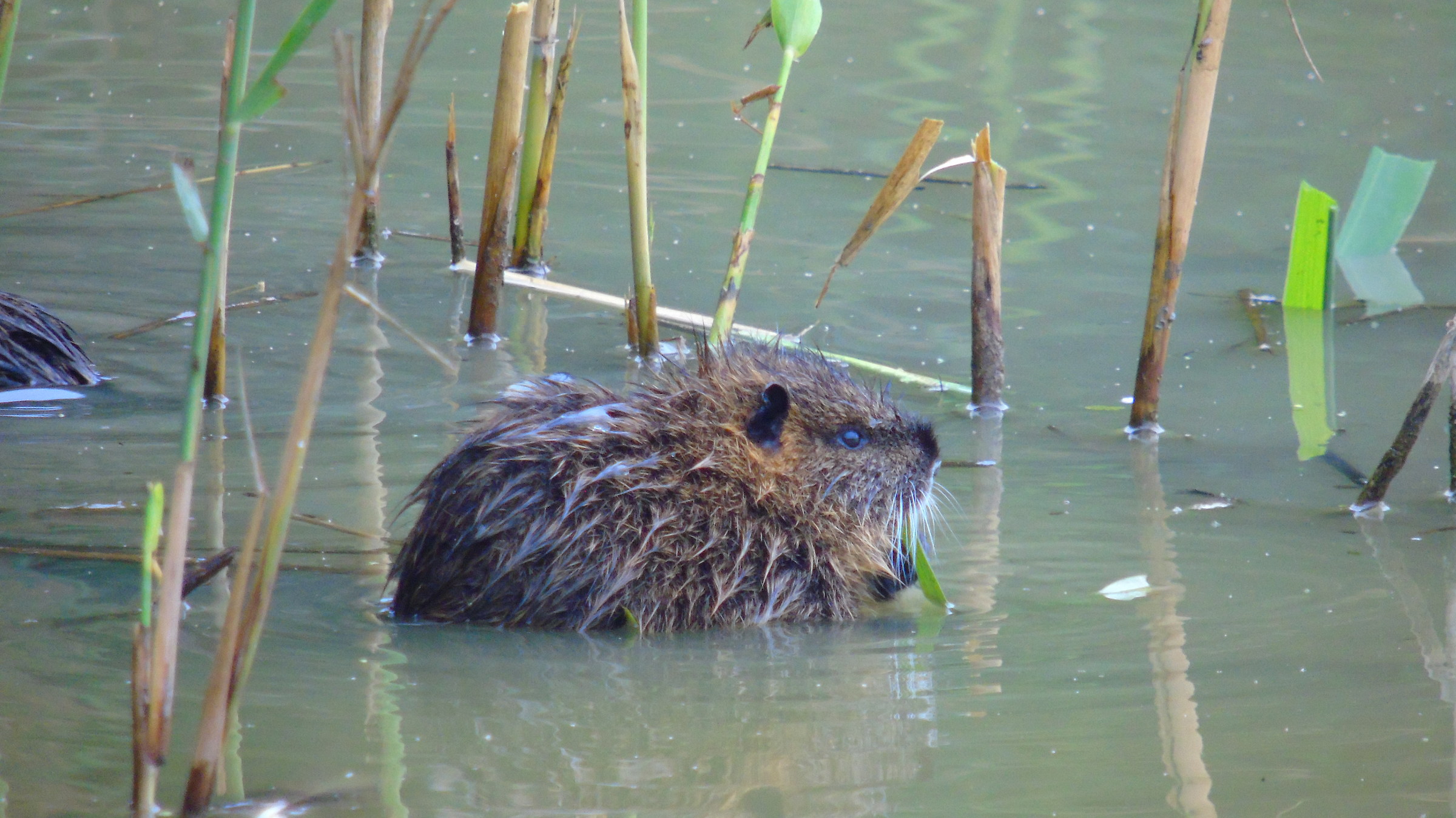 nutria