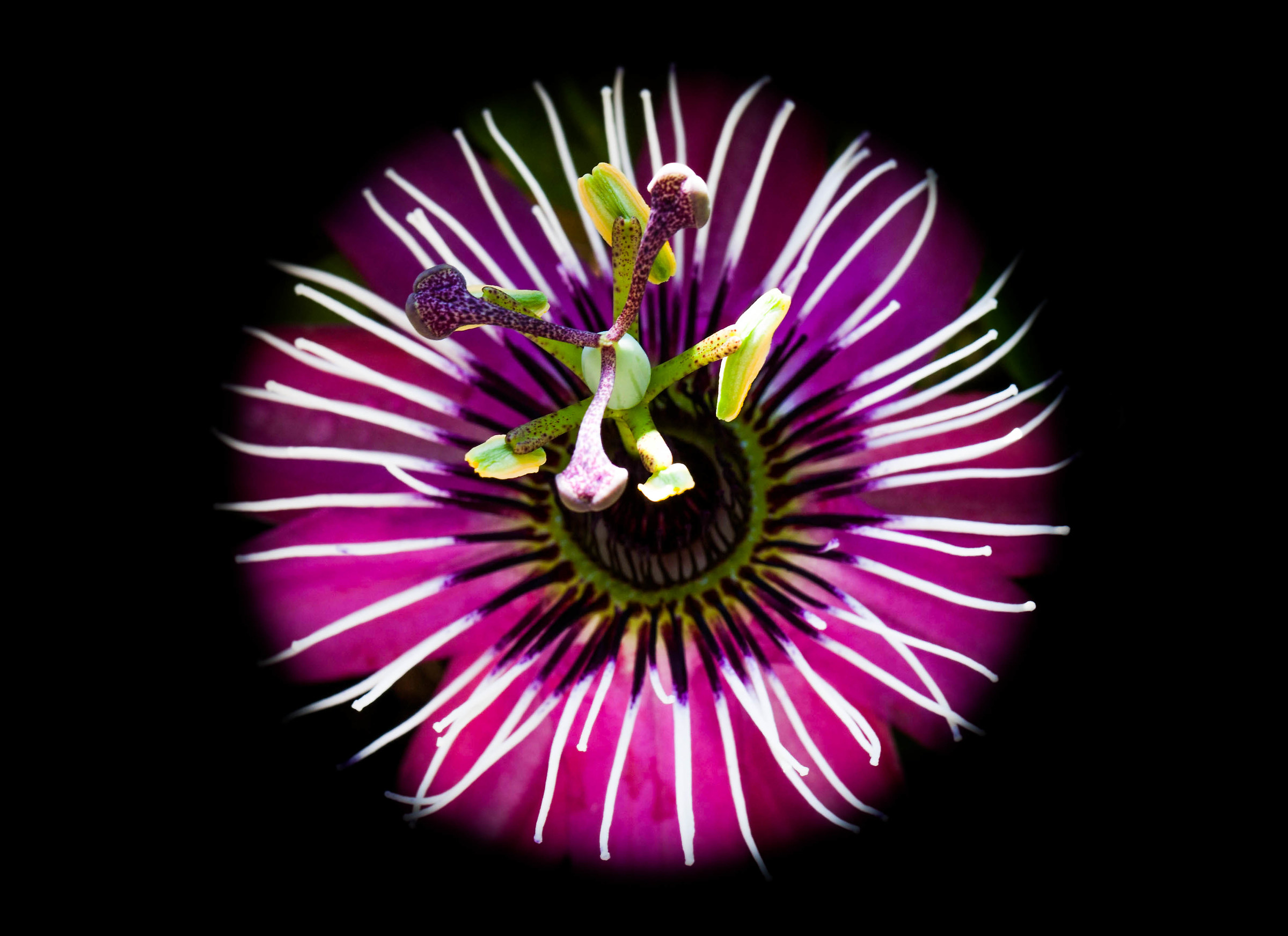 Passiflora in the dark