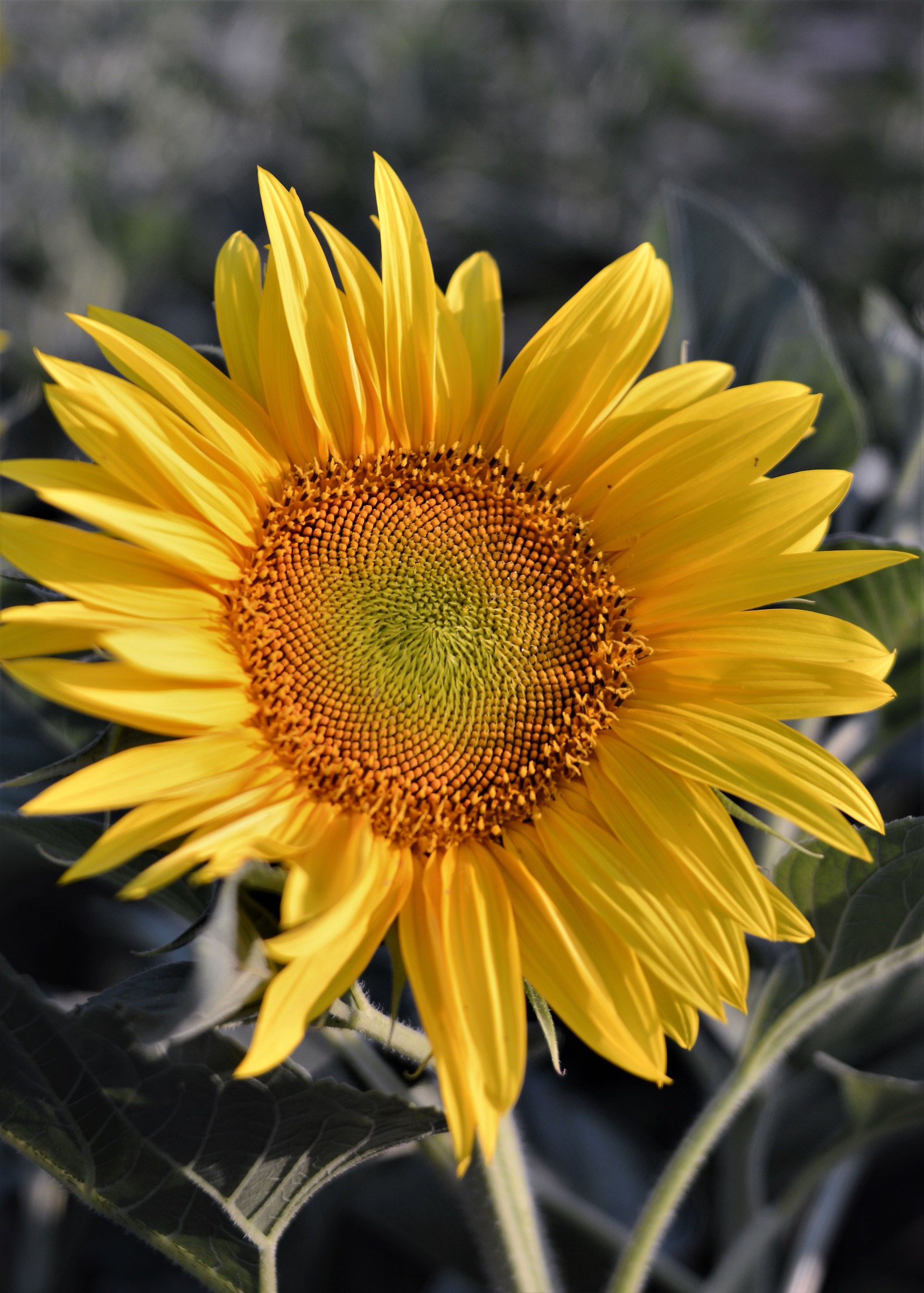 Sunflower