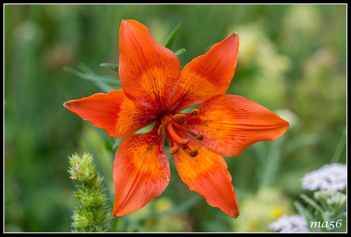 St. John's Lily