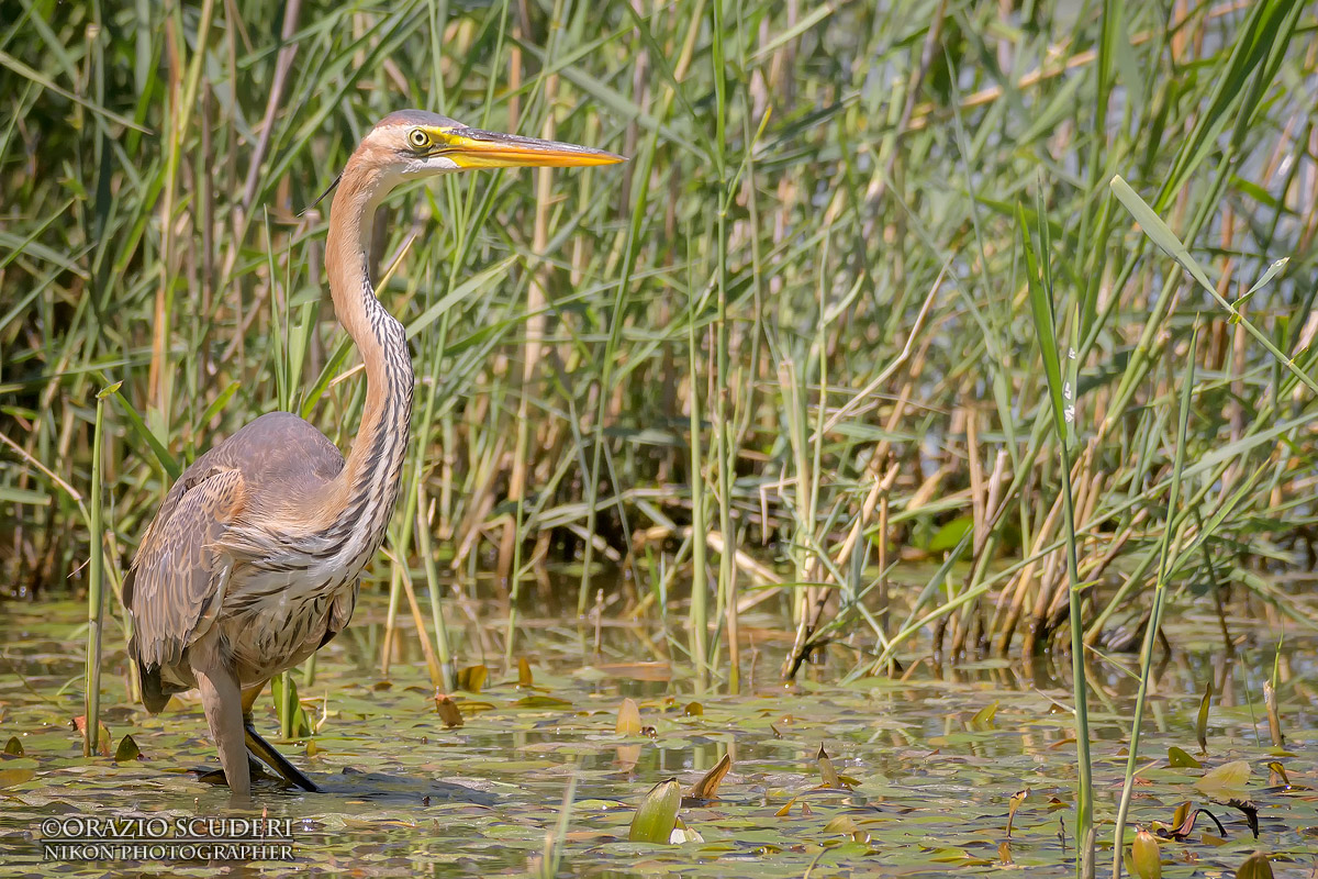 Ardea purpurea