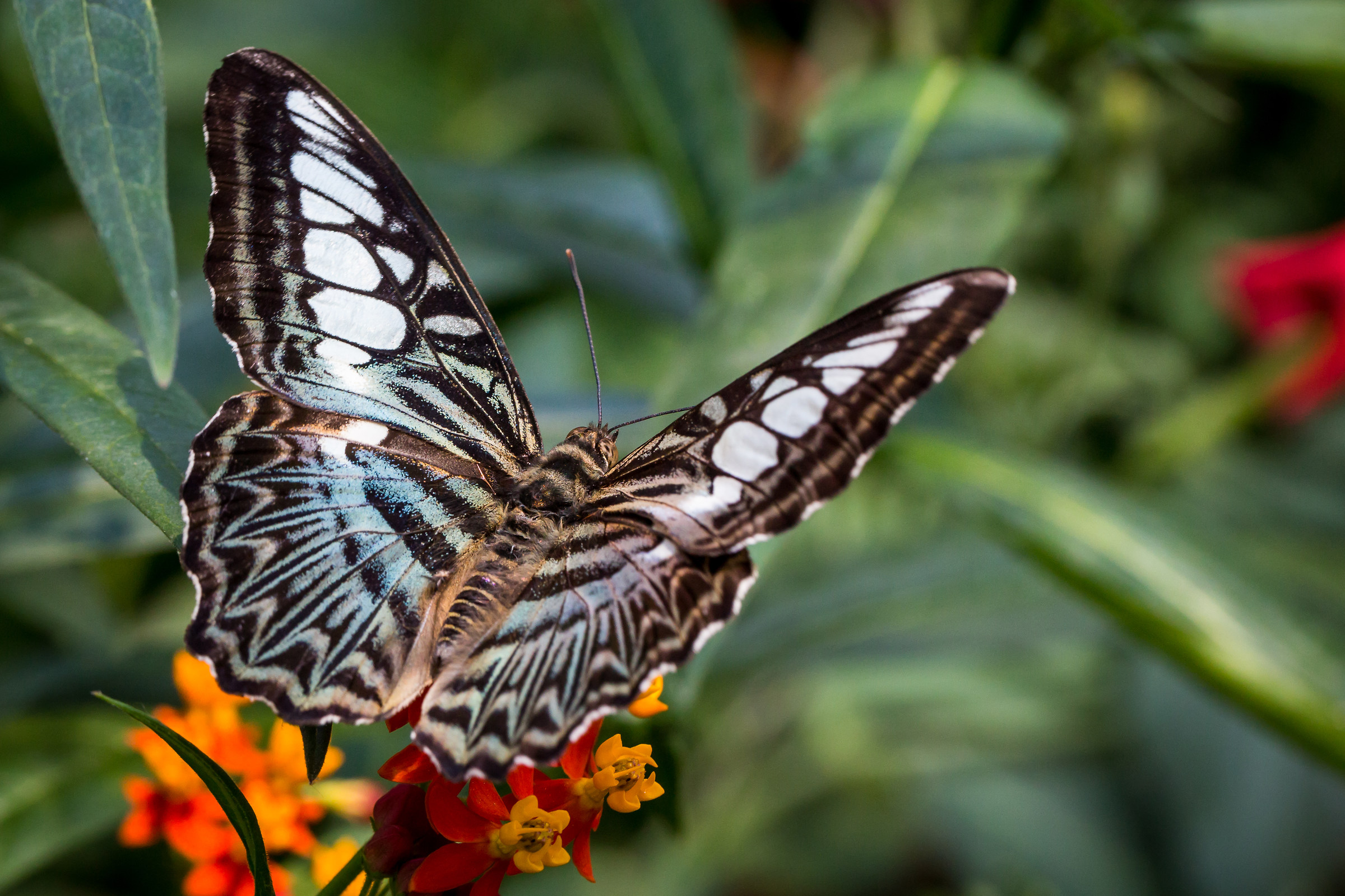 The Butterfly Garden