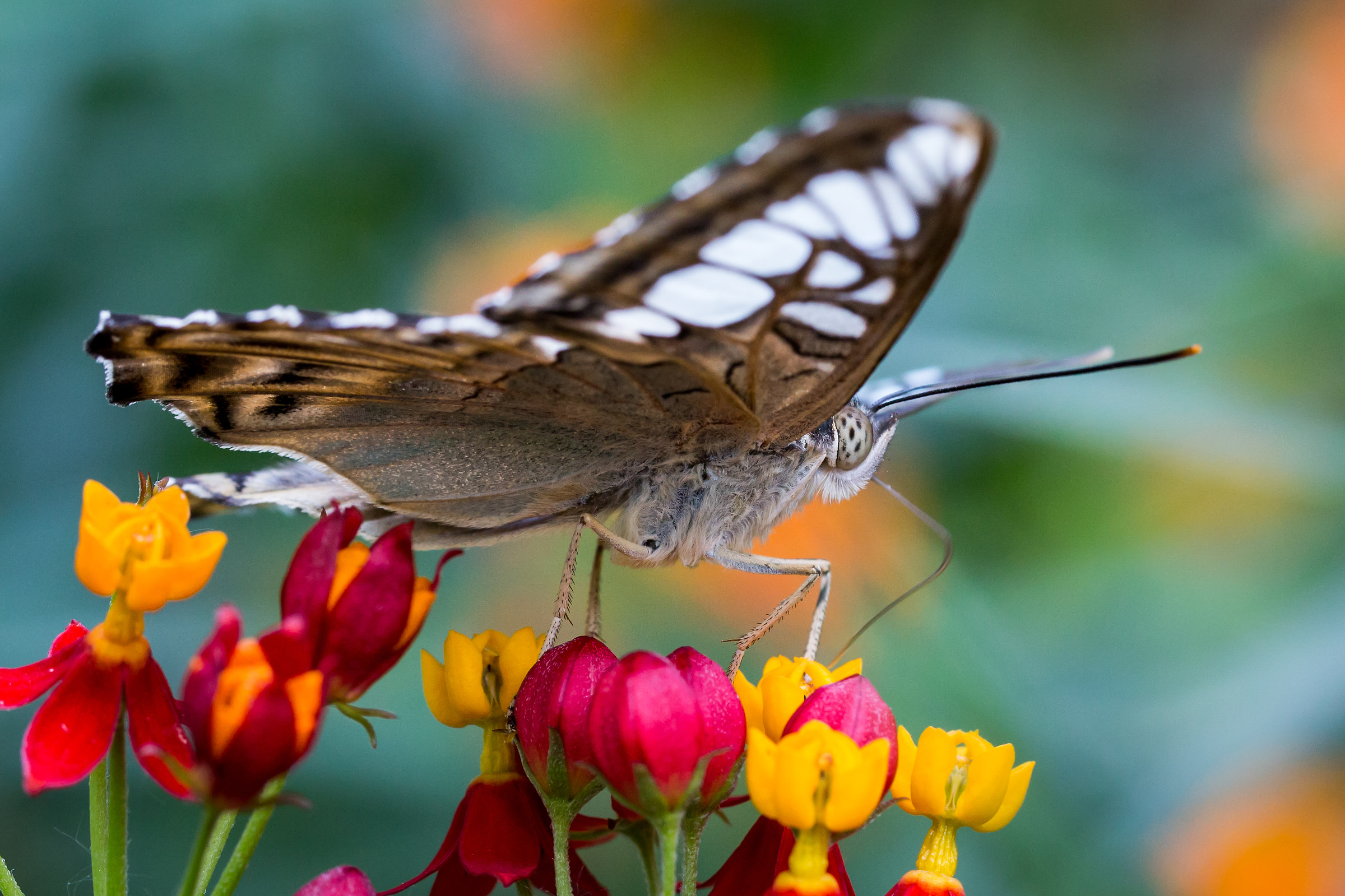 The silence of the butterfly