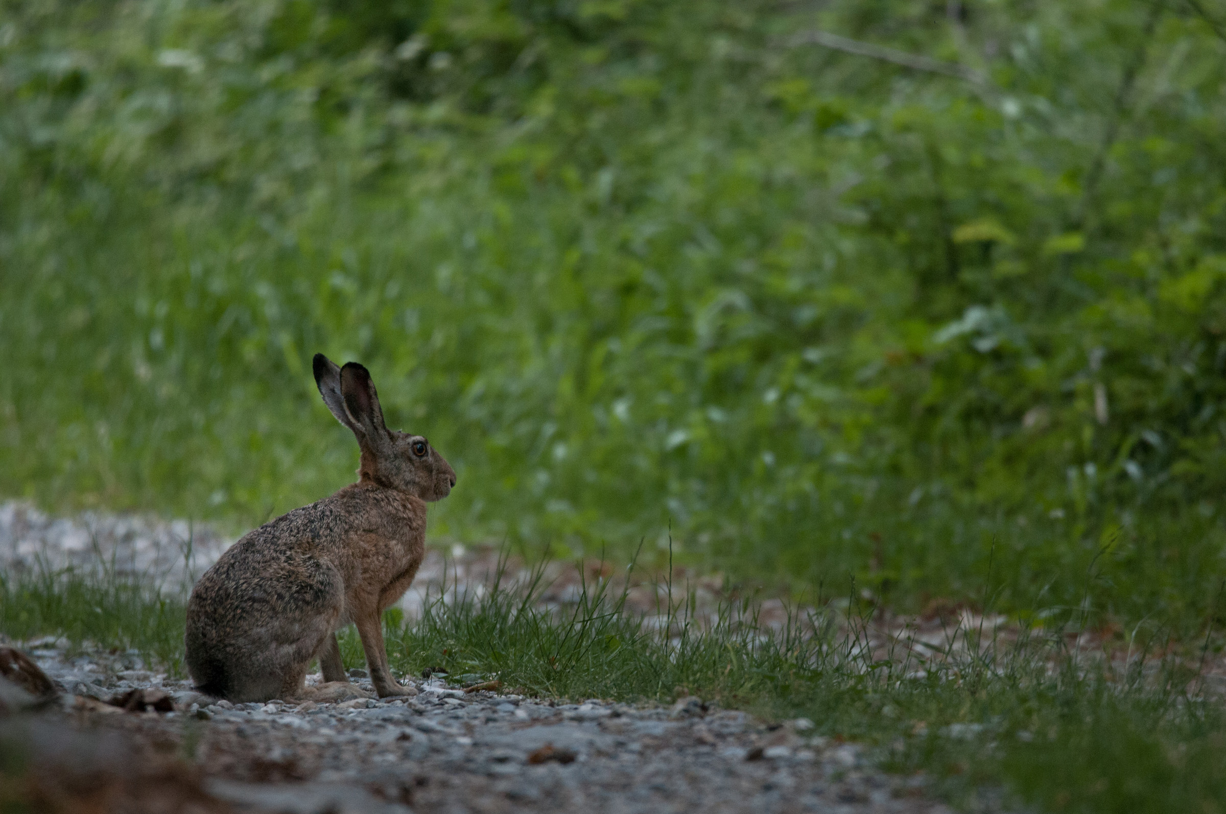 Common hare