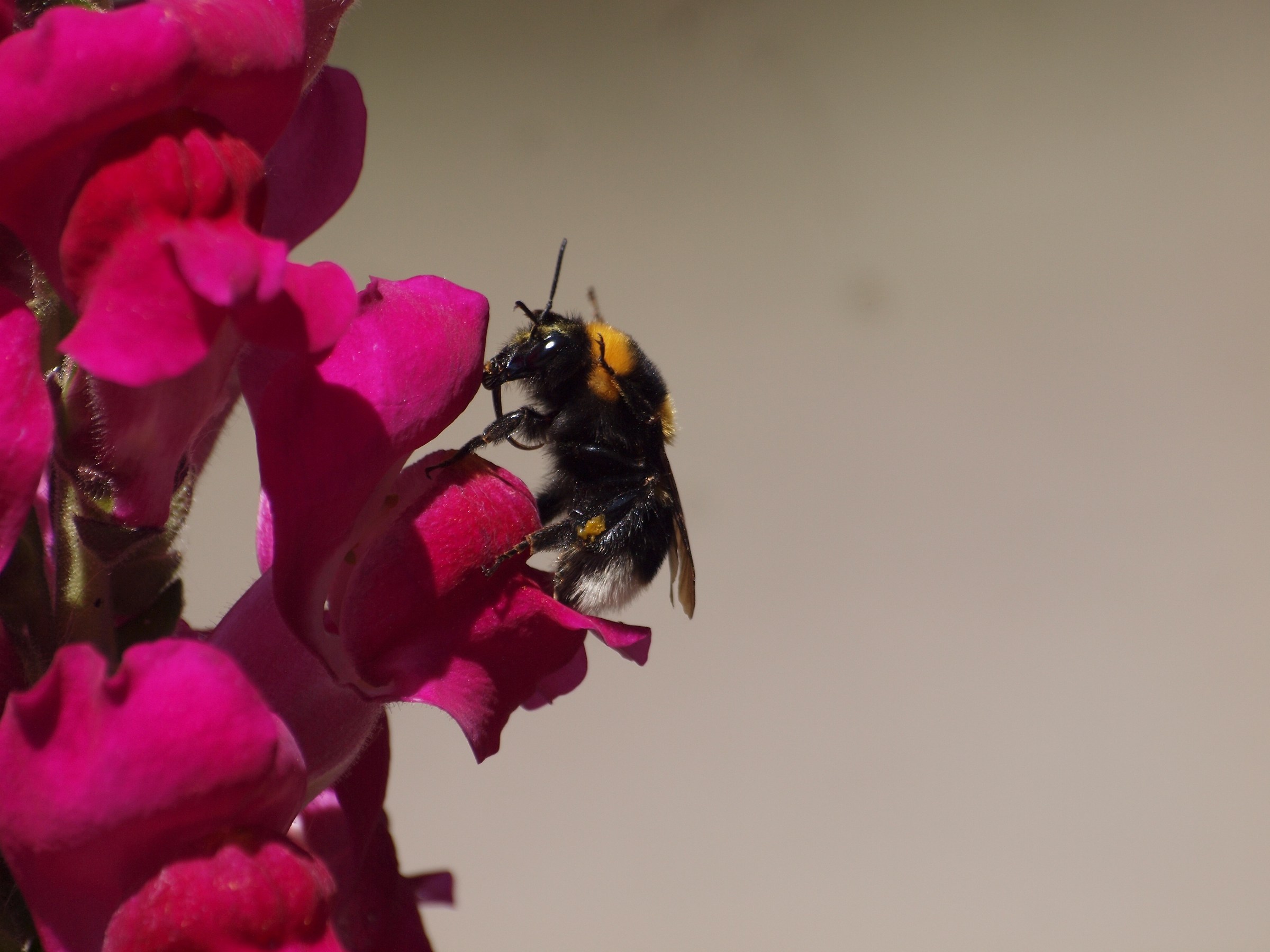 Bombo looking for nectar on the wings of wolf