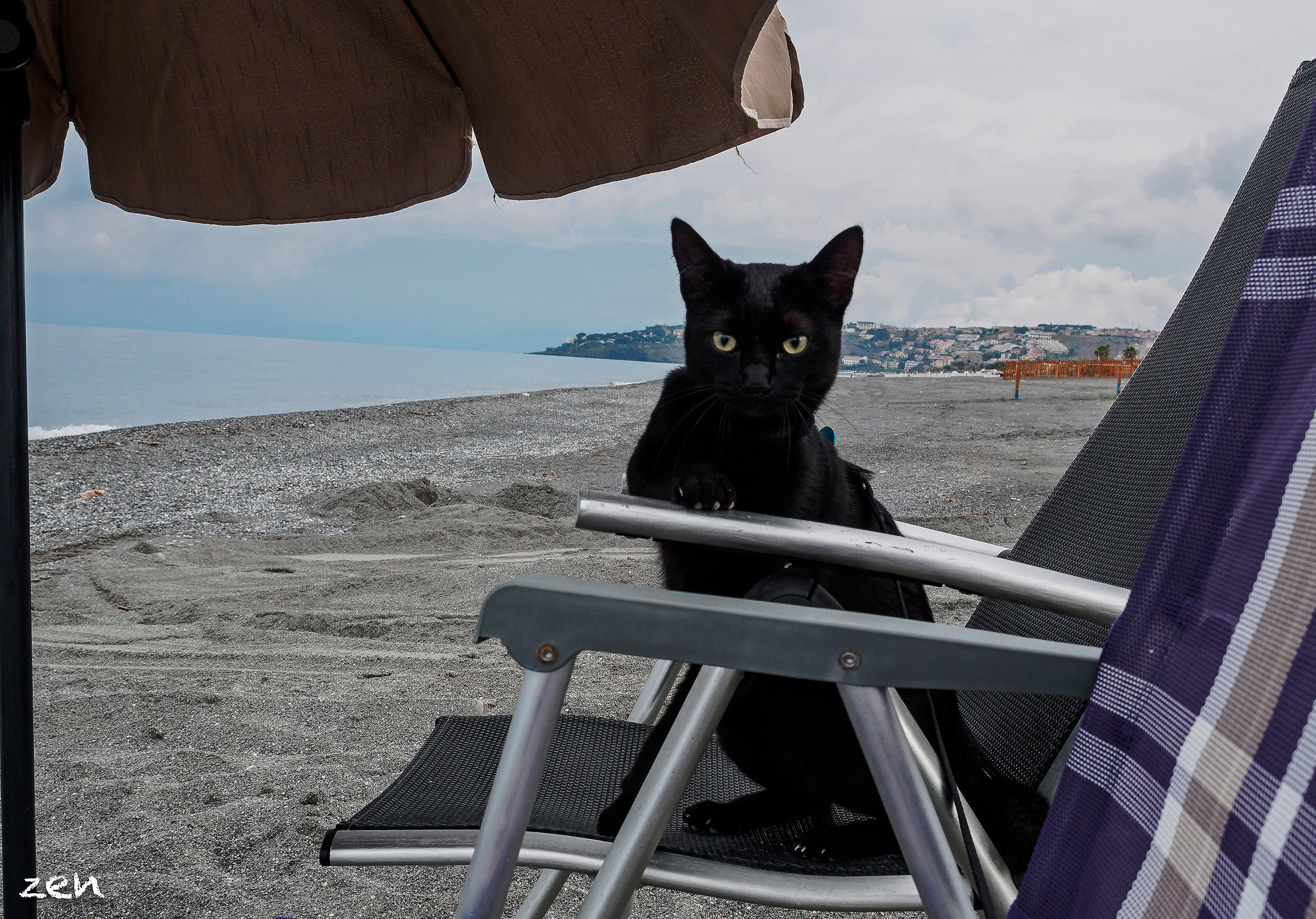 Cat curls to the sea