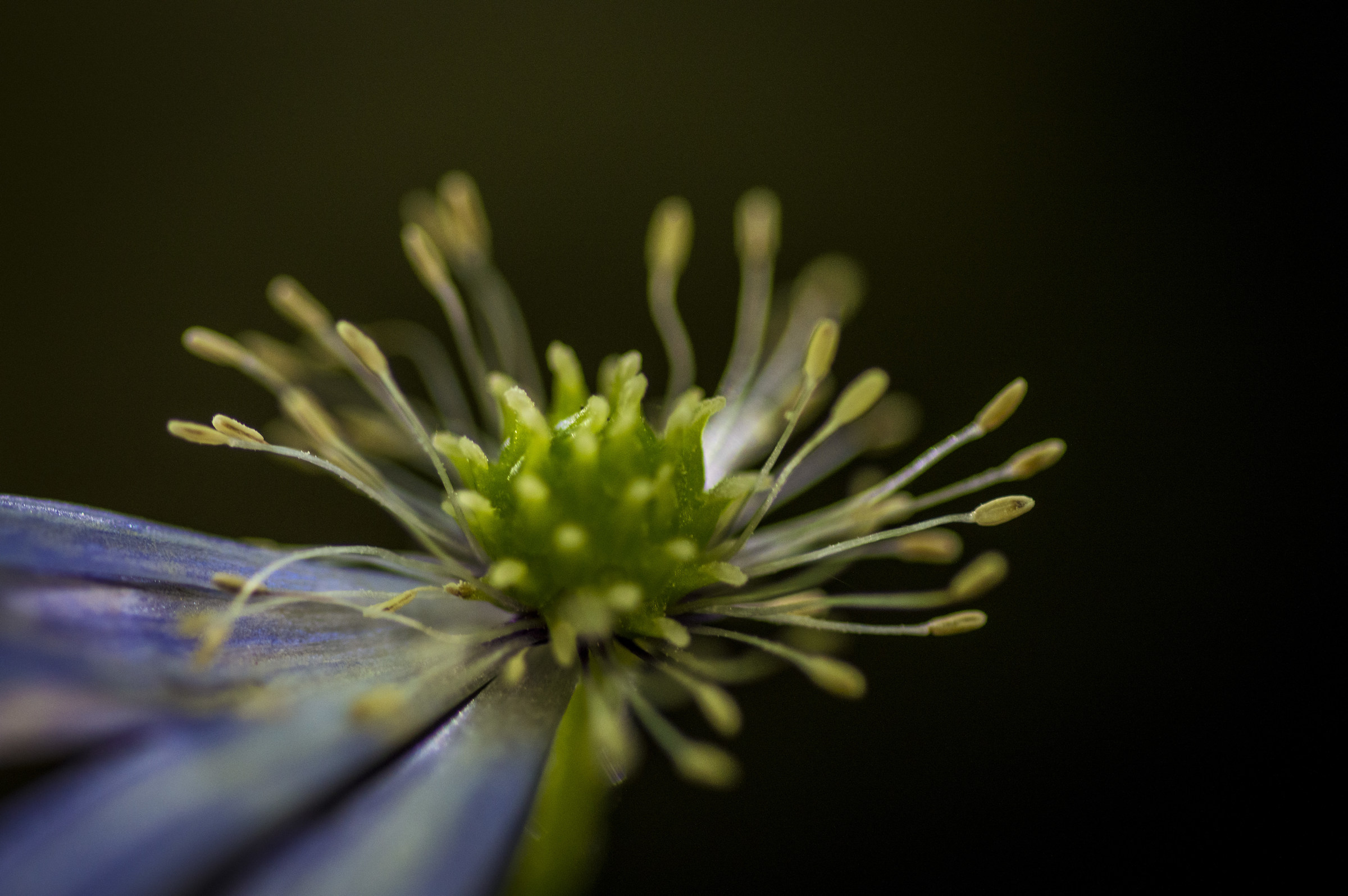 Quei pochi petali che mi restano...
