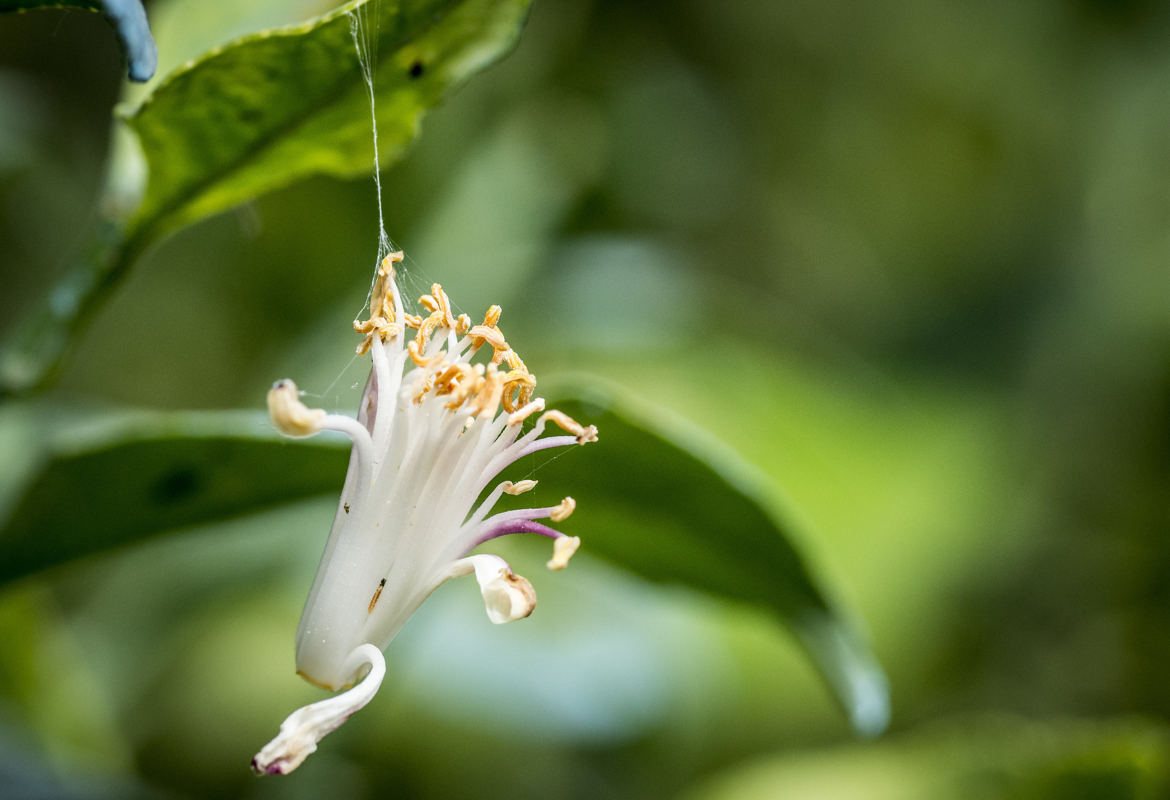 Appeso ad un filo...