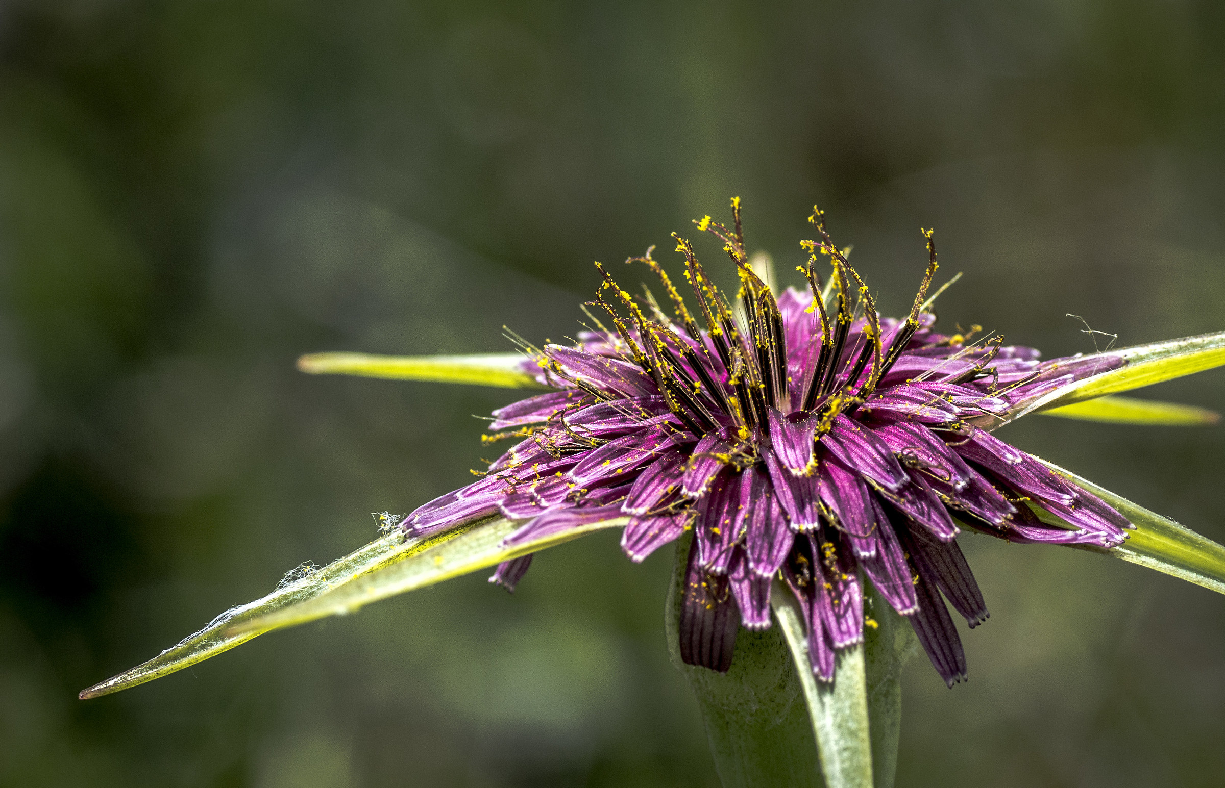 Fiore selvatico di montagna...non so la specie