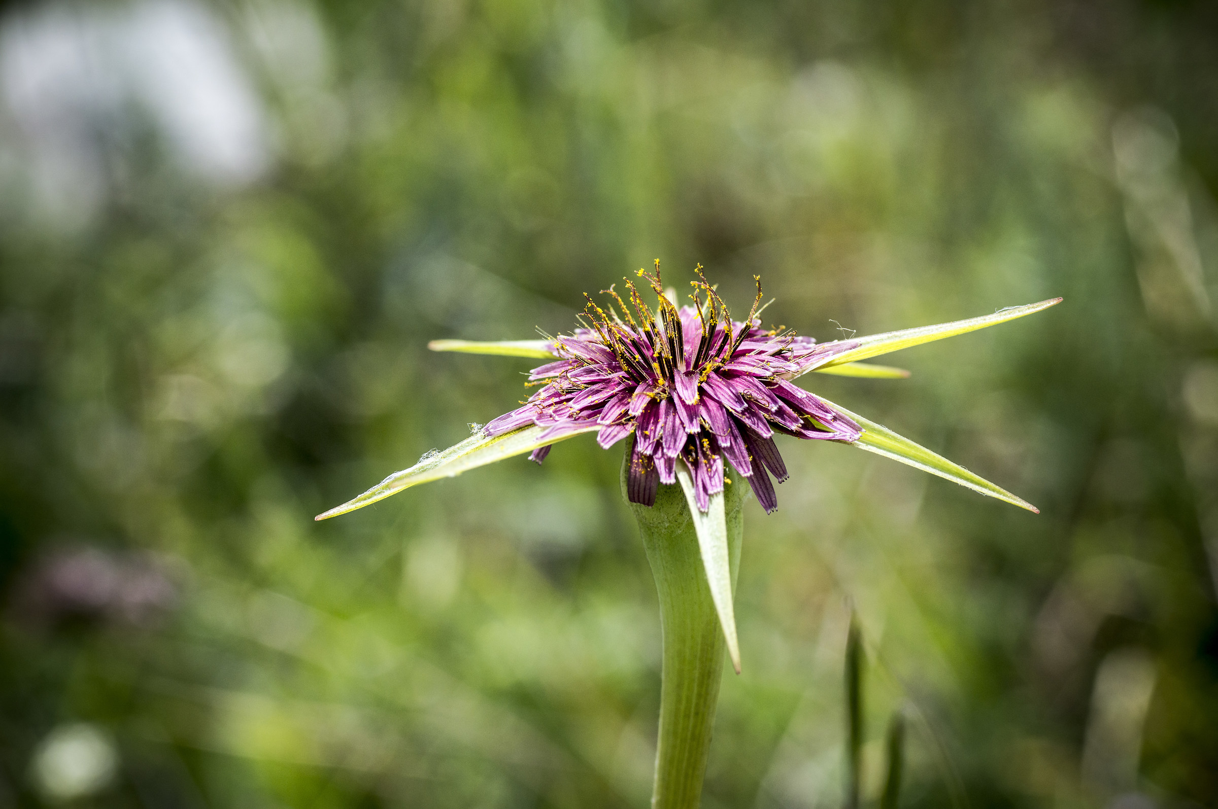 Mountain flower ... but I do not know the species