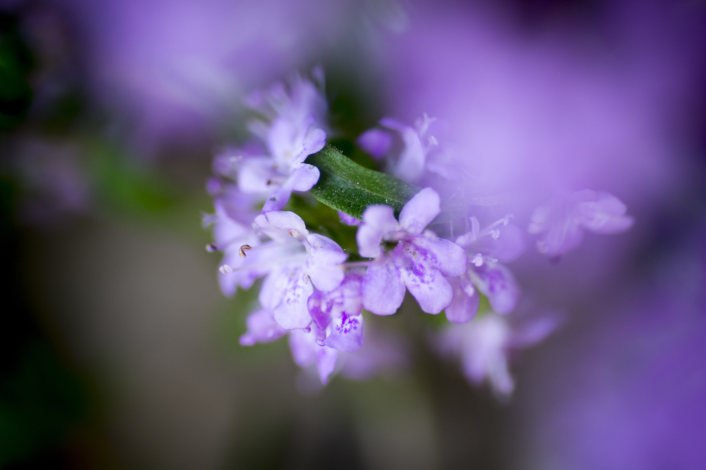 Particolare di Timo selvatico