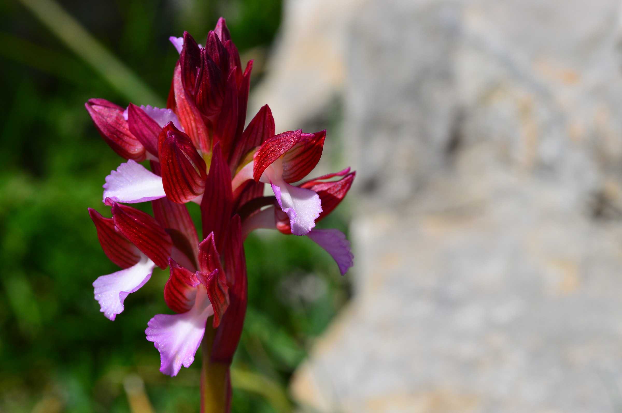 Orchidea Selvatica