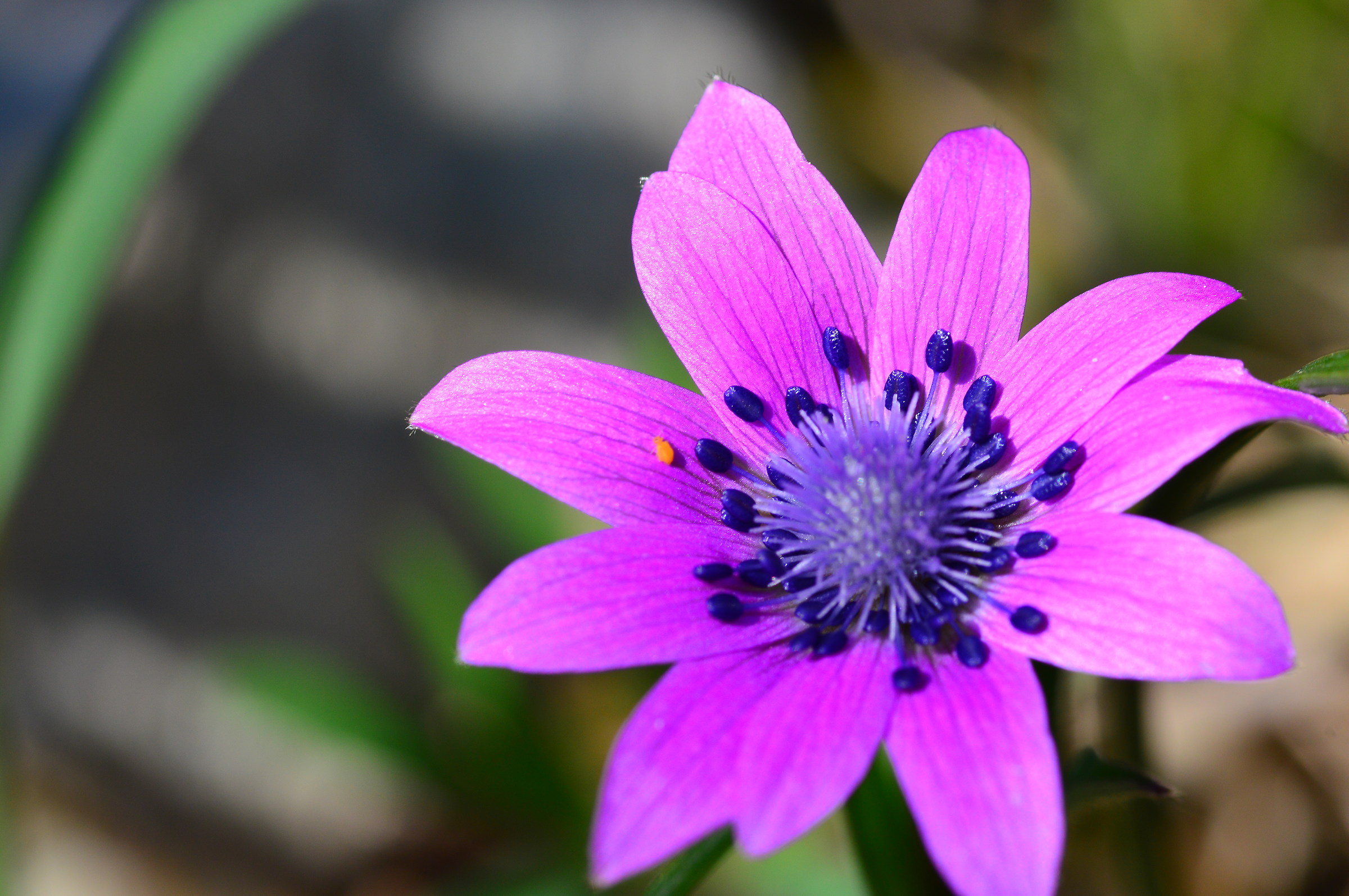 Walking on a petal ...