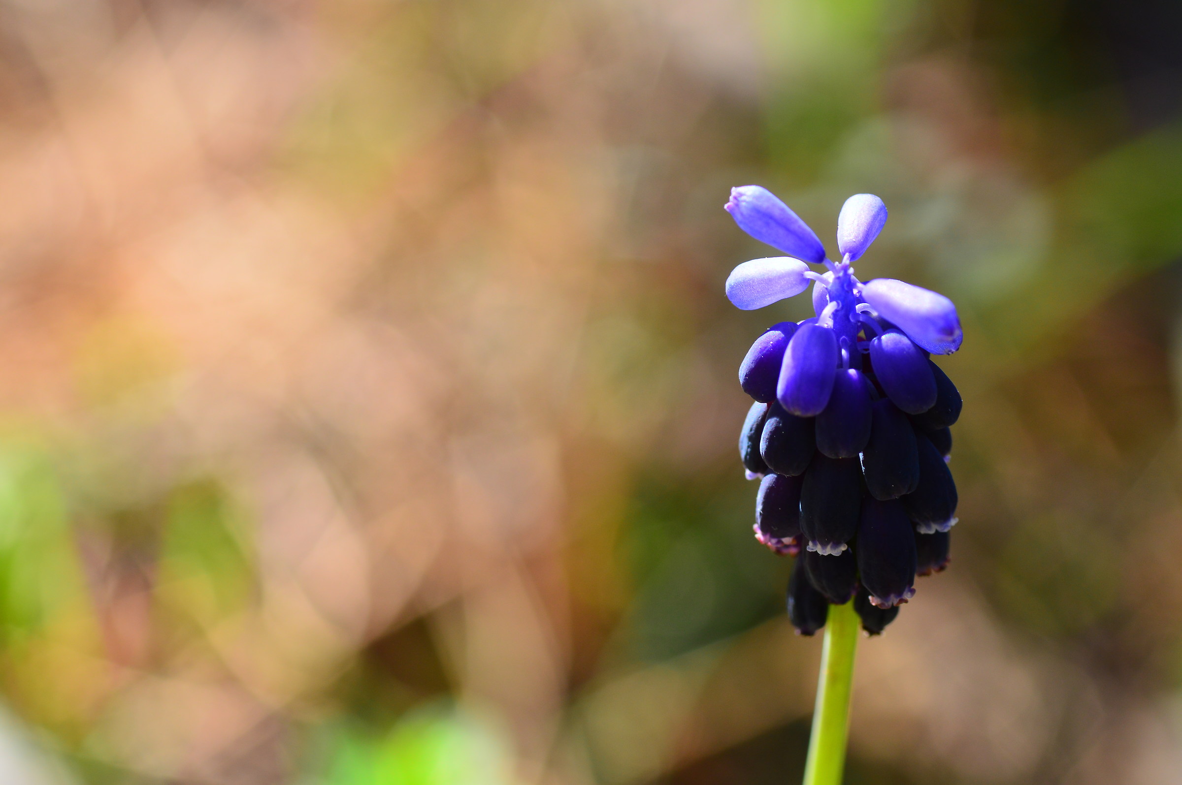 Mountain Flower ... but I do not know the species