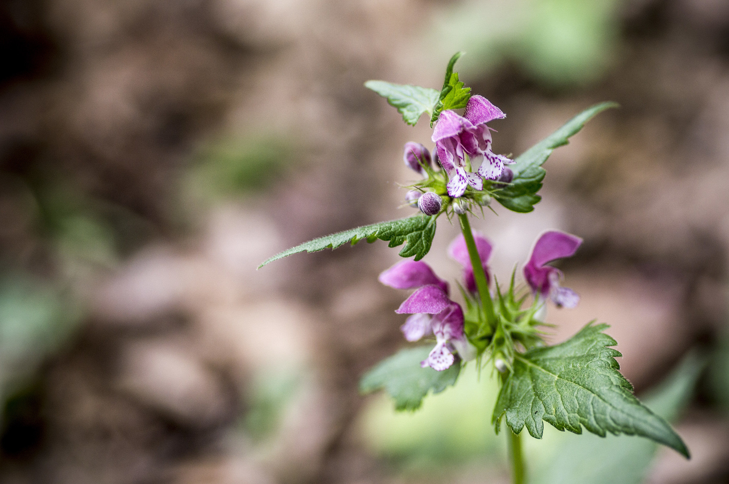 Fiore di Montagna...ma non conosco la specie
