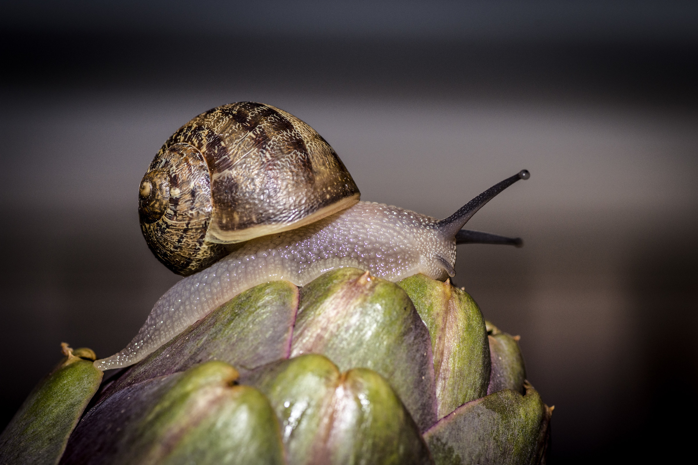 Snail walking on artichoke